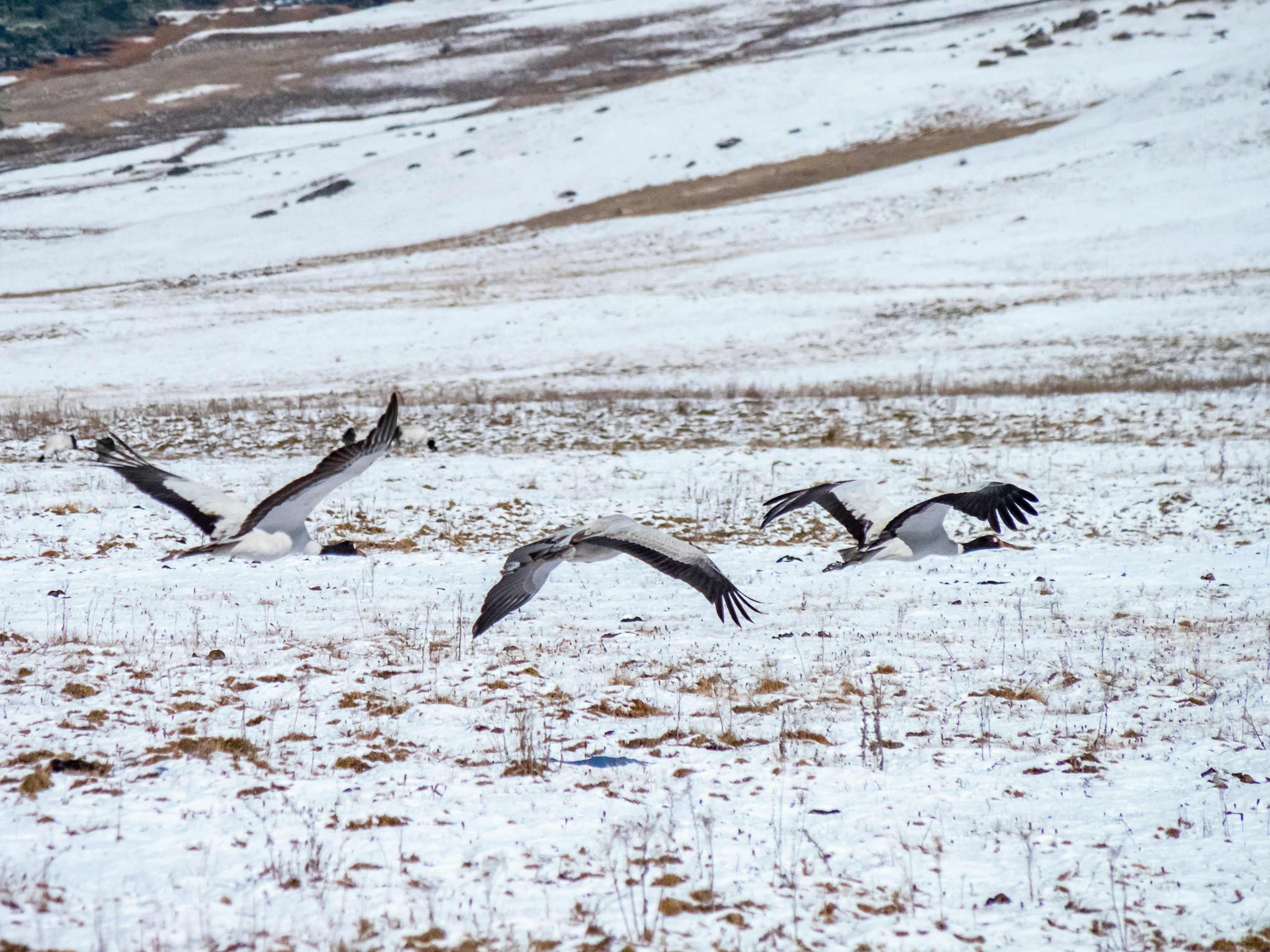 Zwei Vögel fliegen über den Schnee und zwei Vögel auf dem Boden