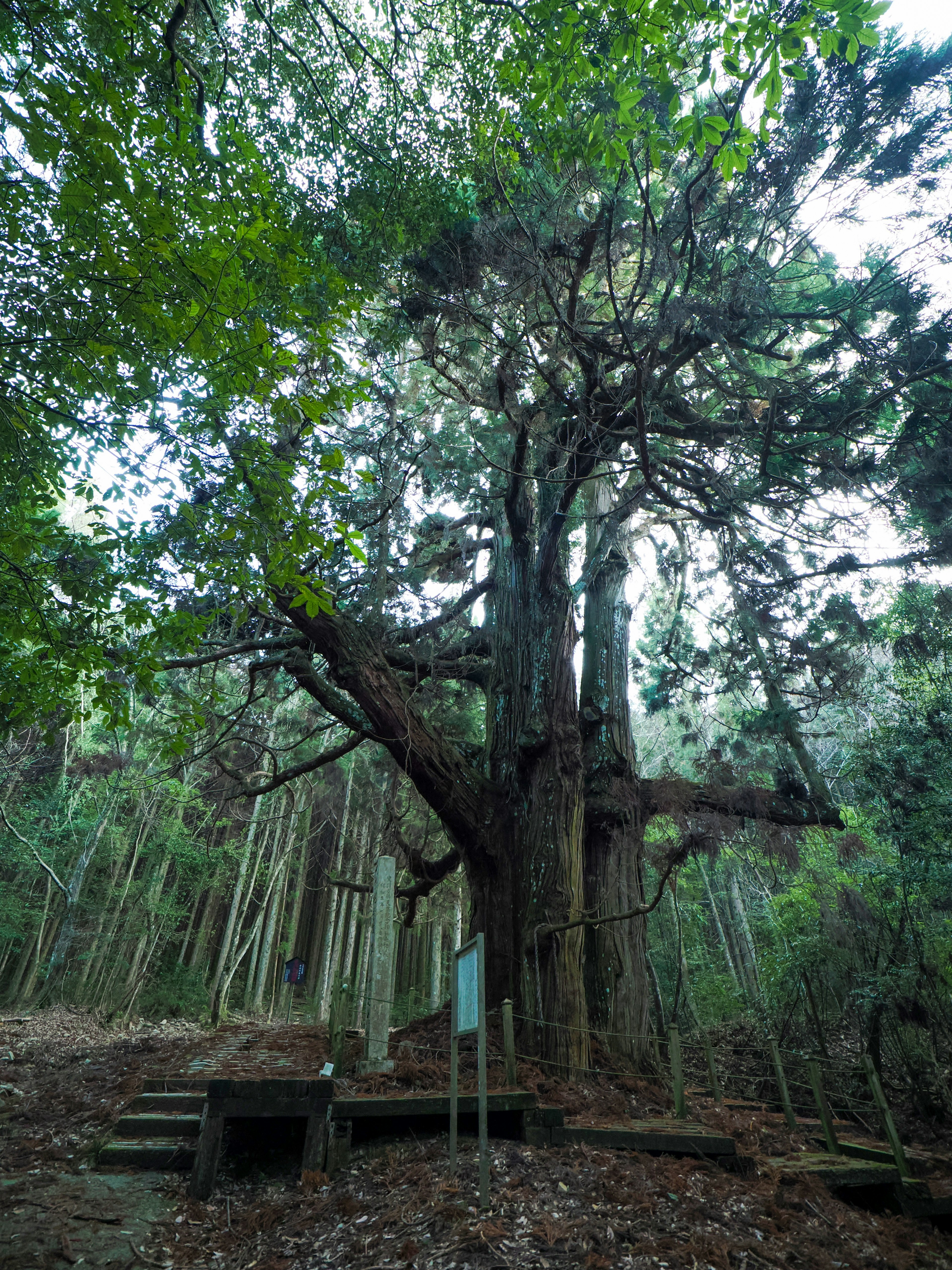 A large tree surrounded by dense green foliage