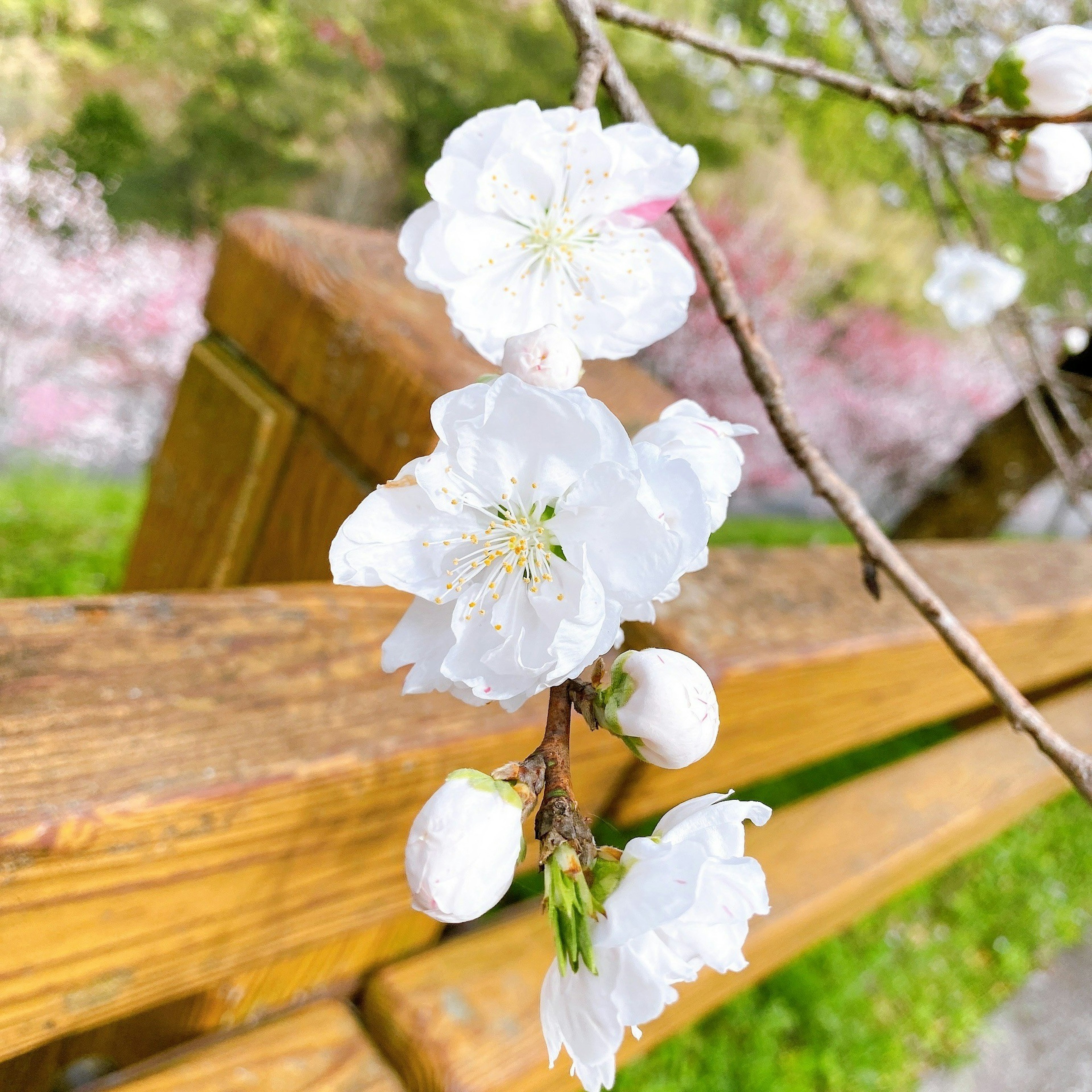 白い花とつぼみがある桜の木の枝