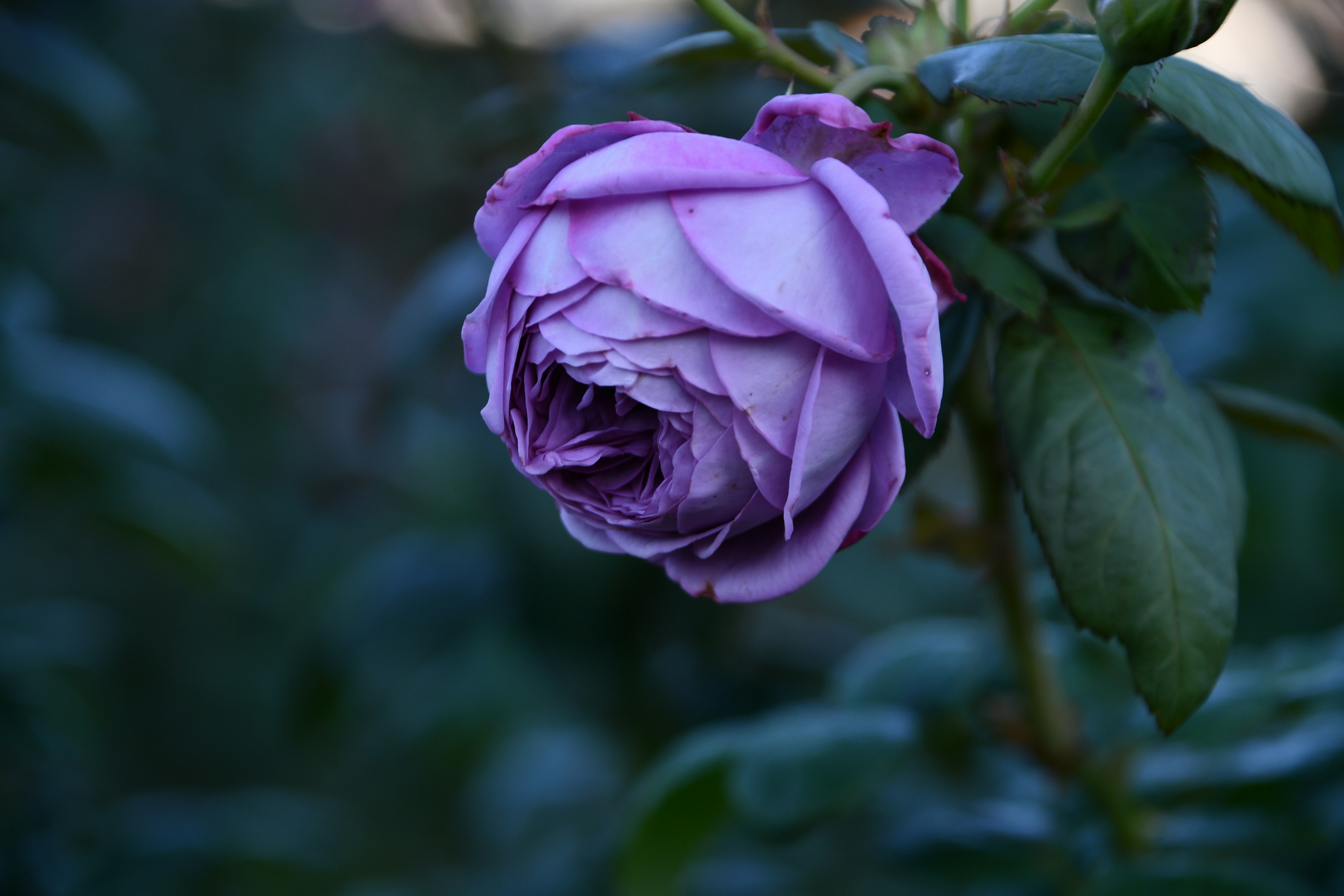 Purple rose bud nestled among green leaves