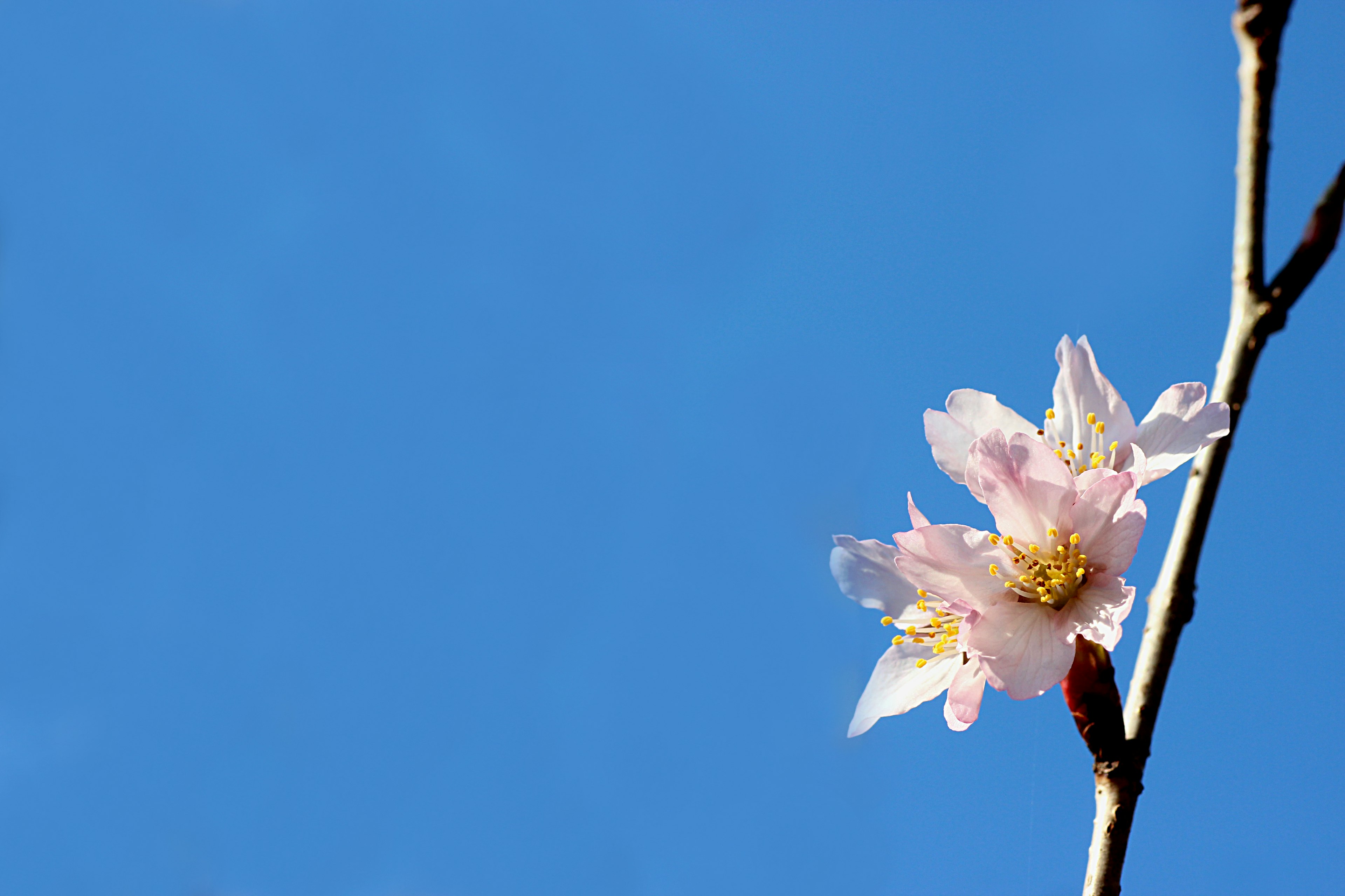 青空に咲く桜の花が特徴的な画像