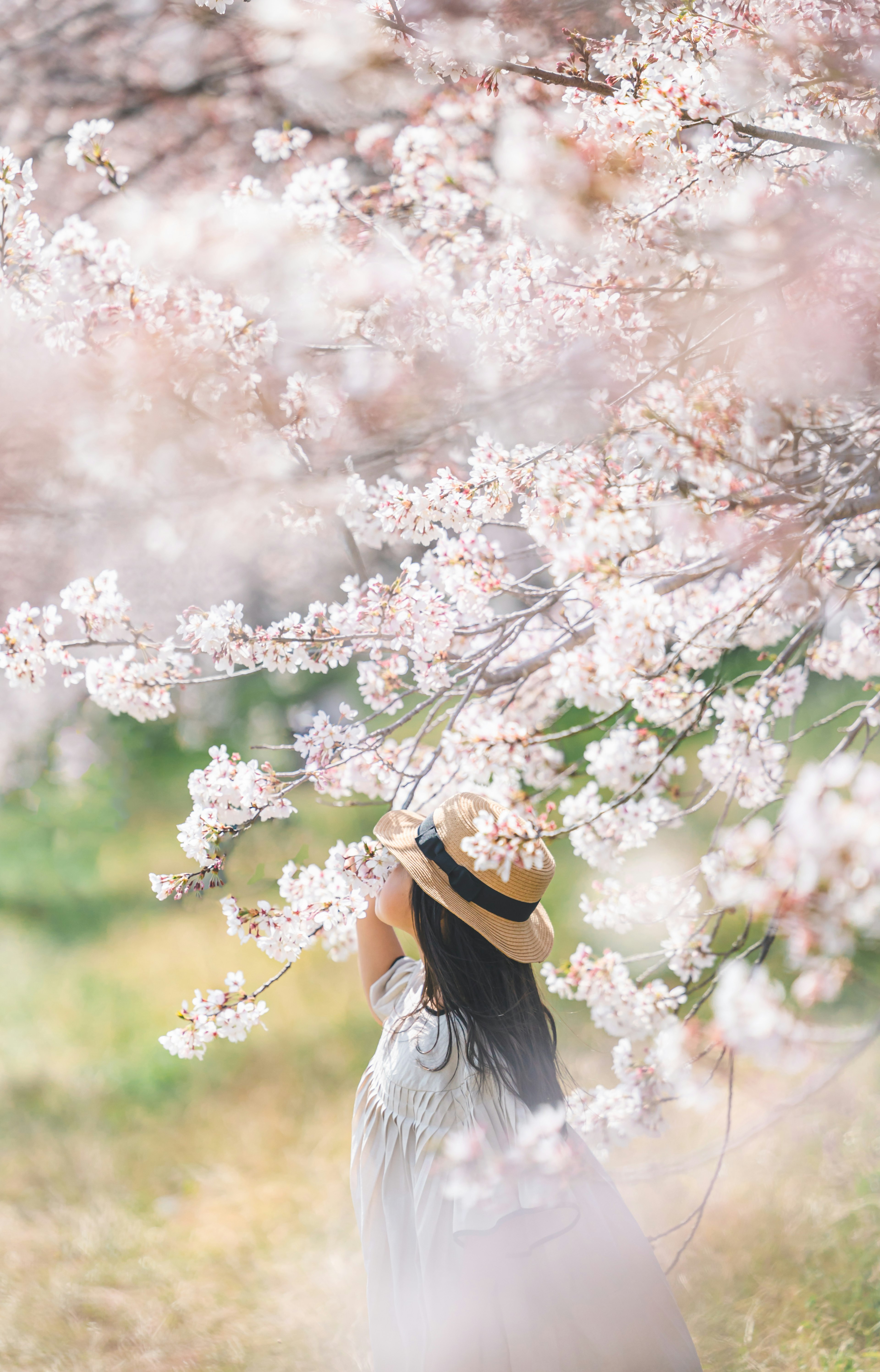 桜の木の下に立つ女性の後ろ姿 花びらが舞い散る春の景色