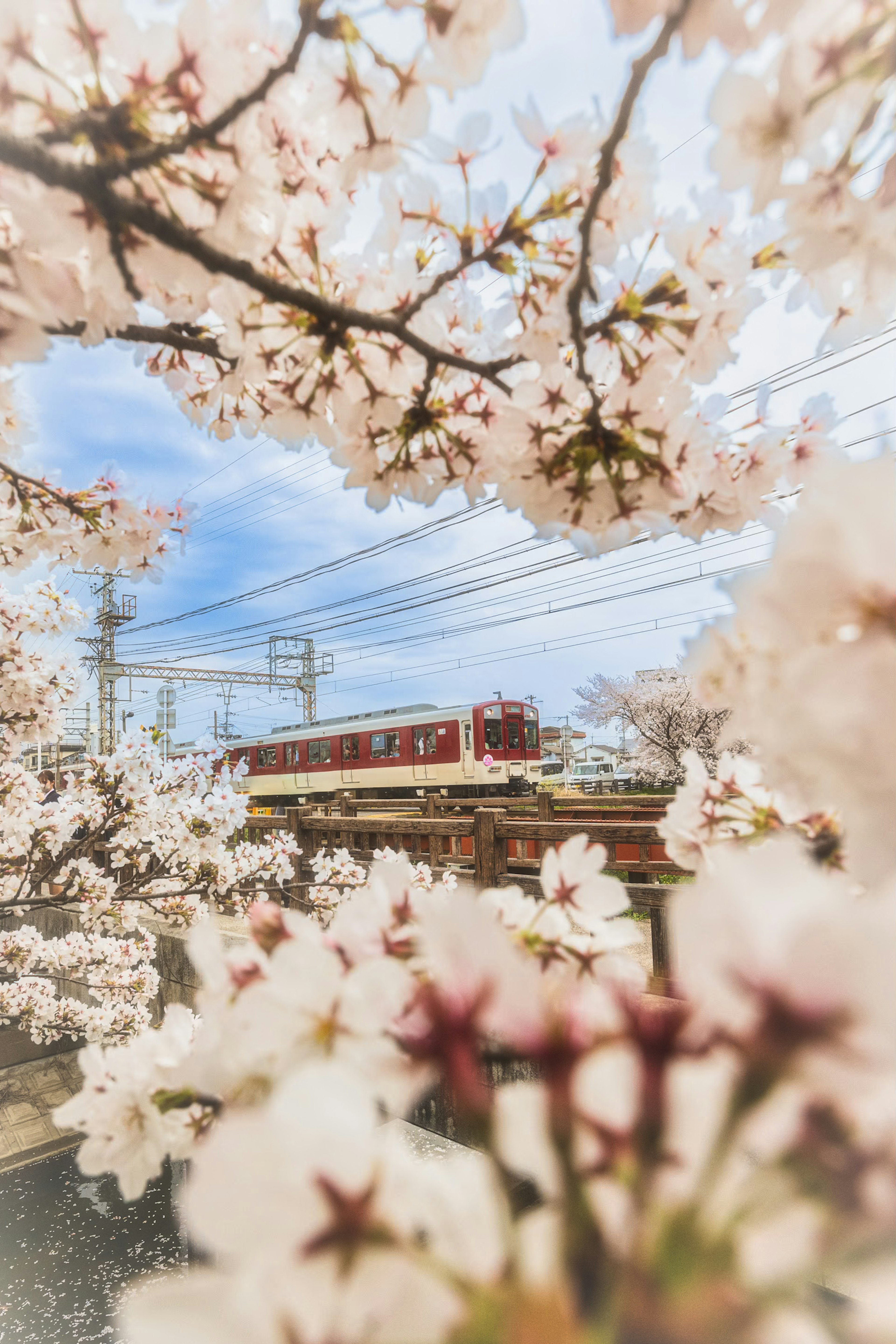 桜の花が咲く中を走る赤い電車の風景