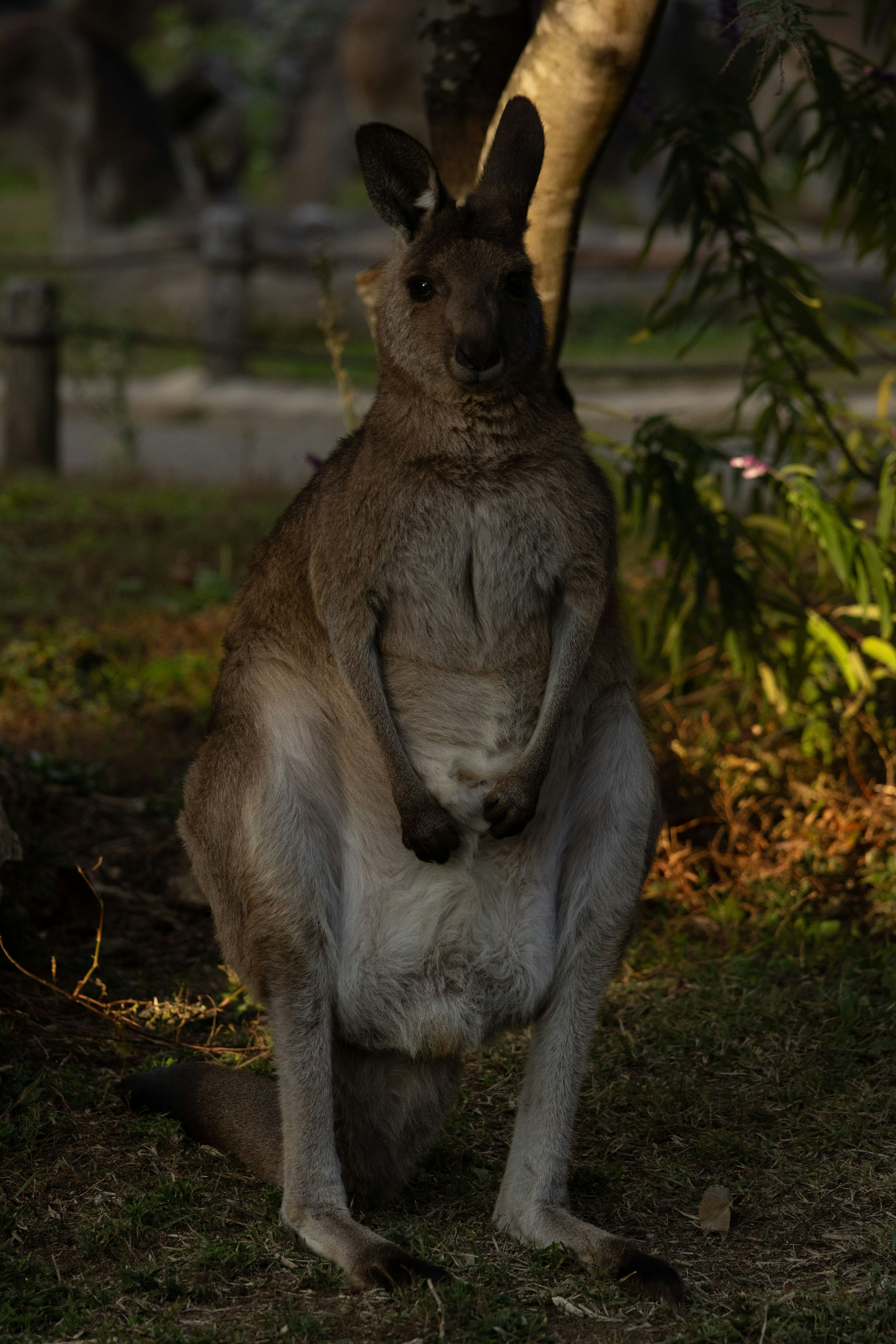 Un canguro seduto in un ambiente naturale con alberi sullo sfondo che mostra una postura rilassata
