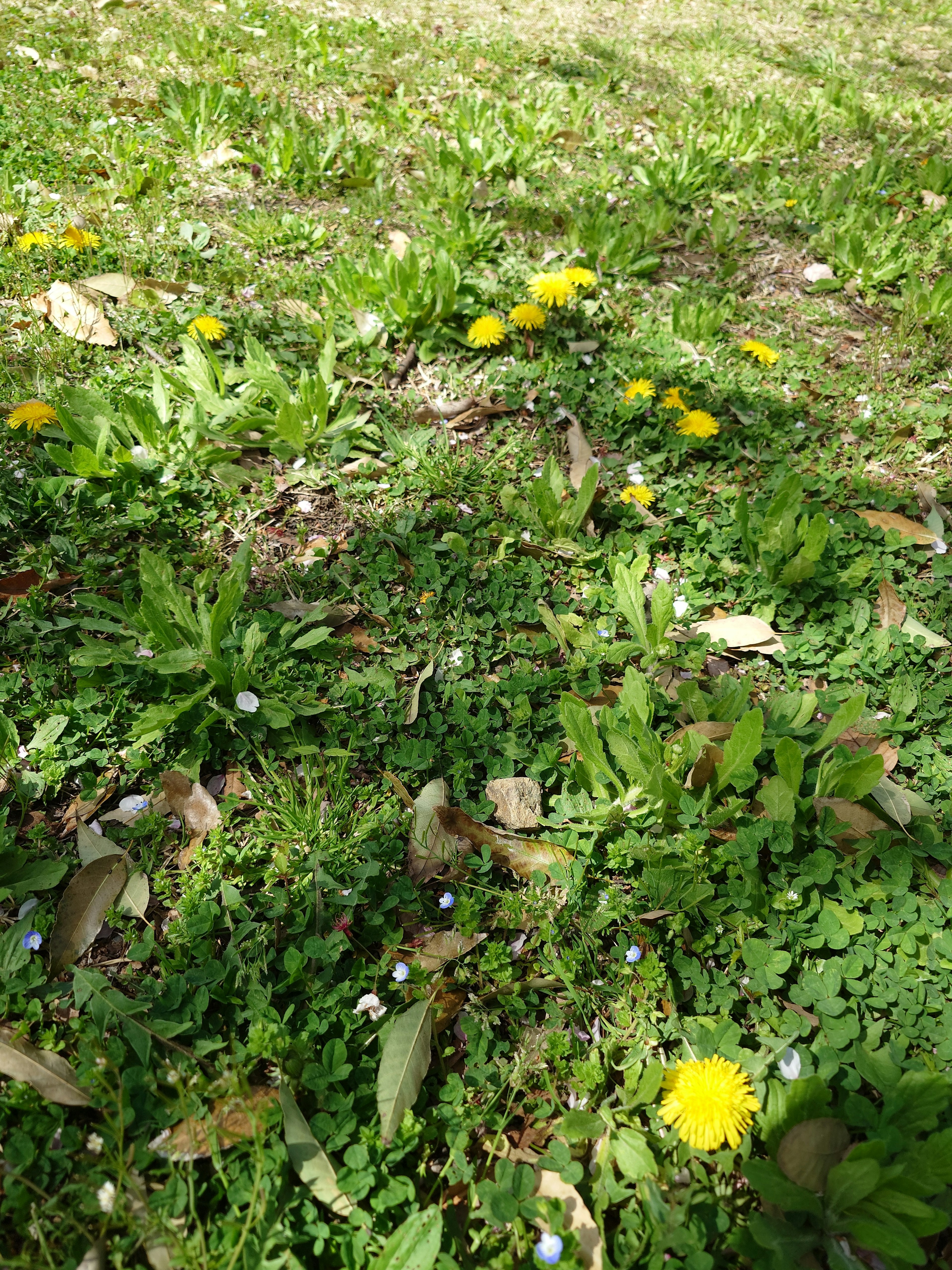 Yellow dandelions blooming among green grass