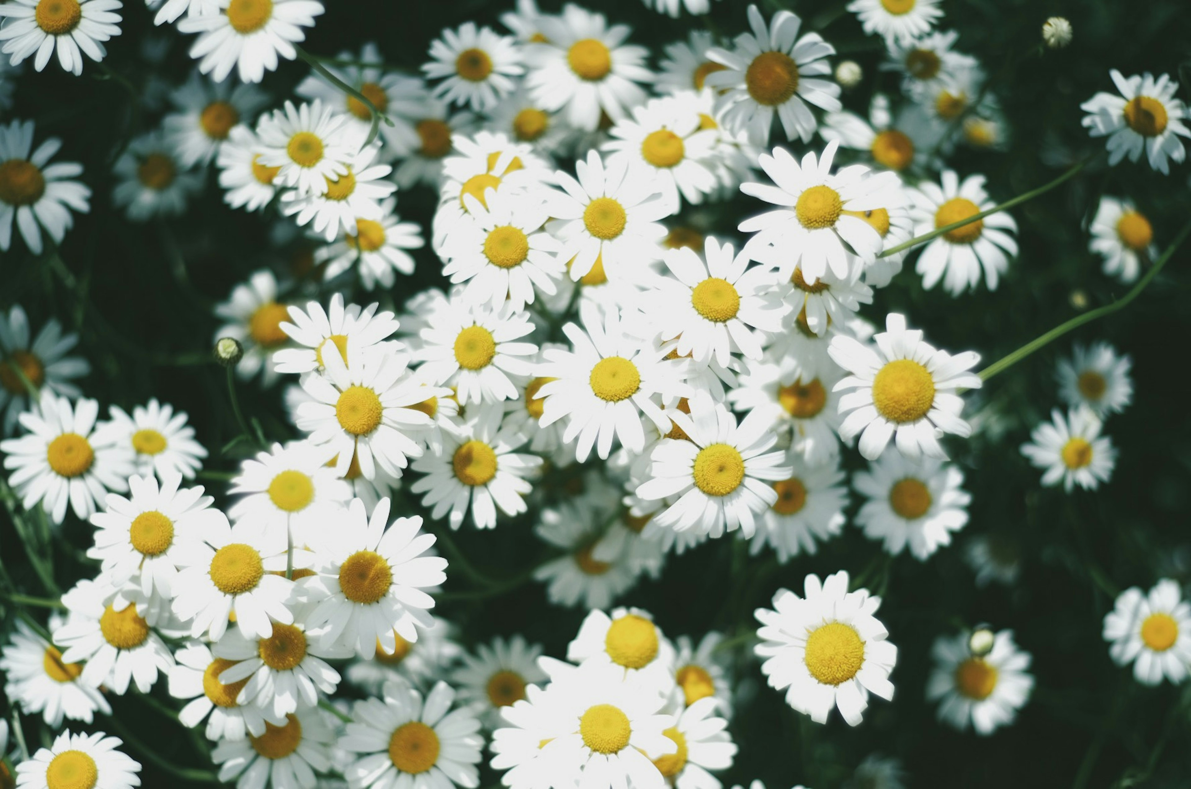 白いデイジーの花が緑の背景に広がっている