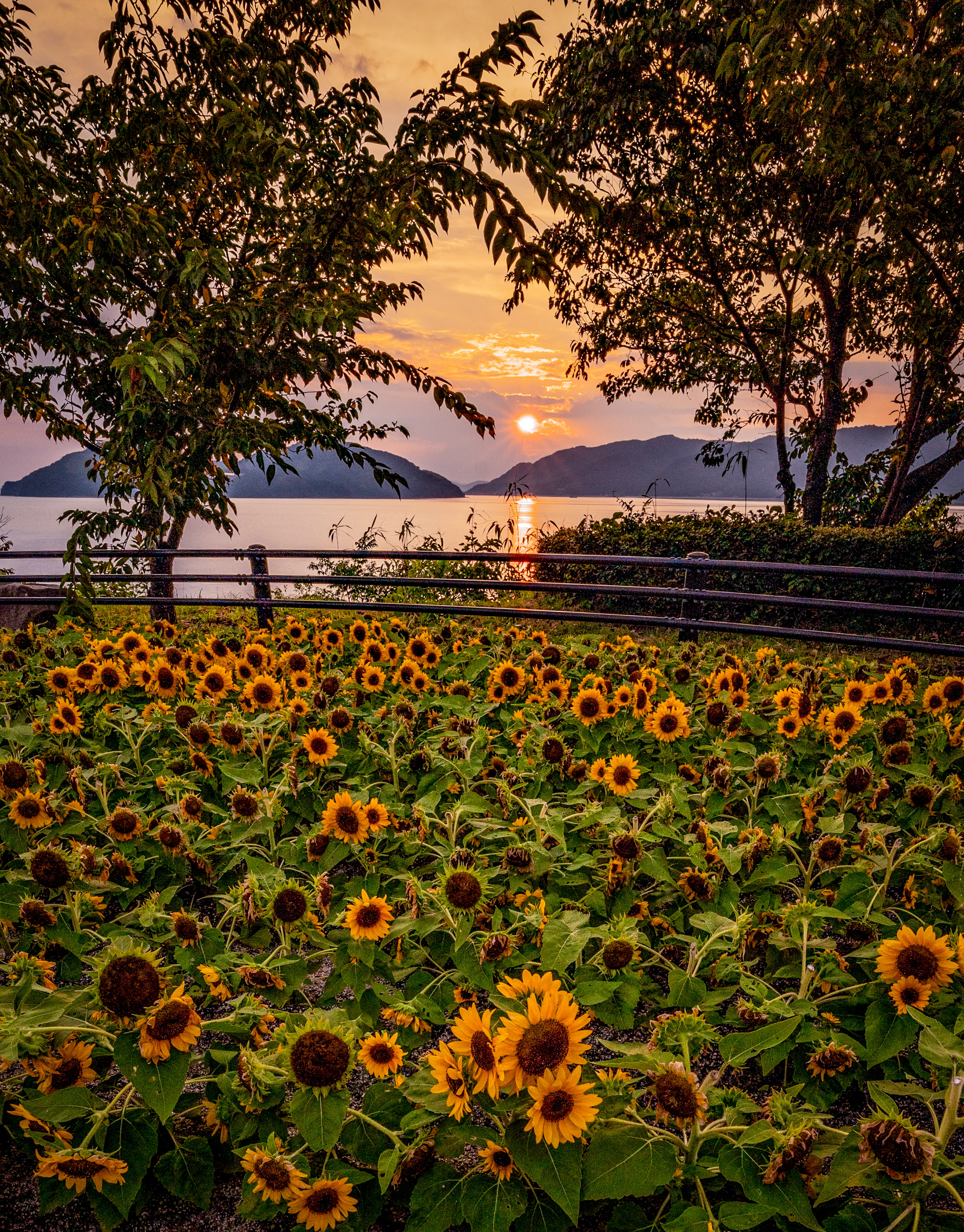 Sonnenblumenfeld bei Sonnenuntergang mit Blick auf den See