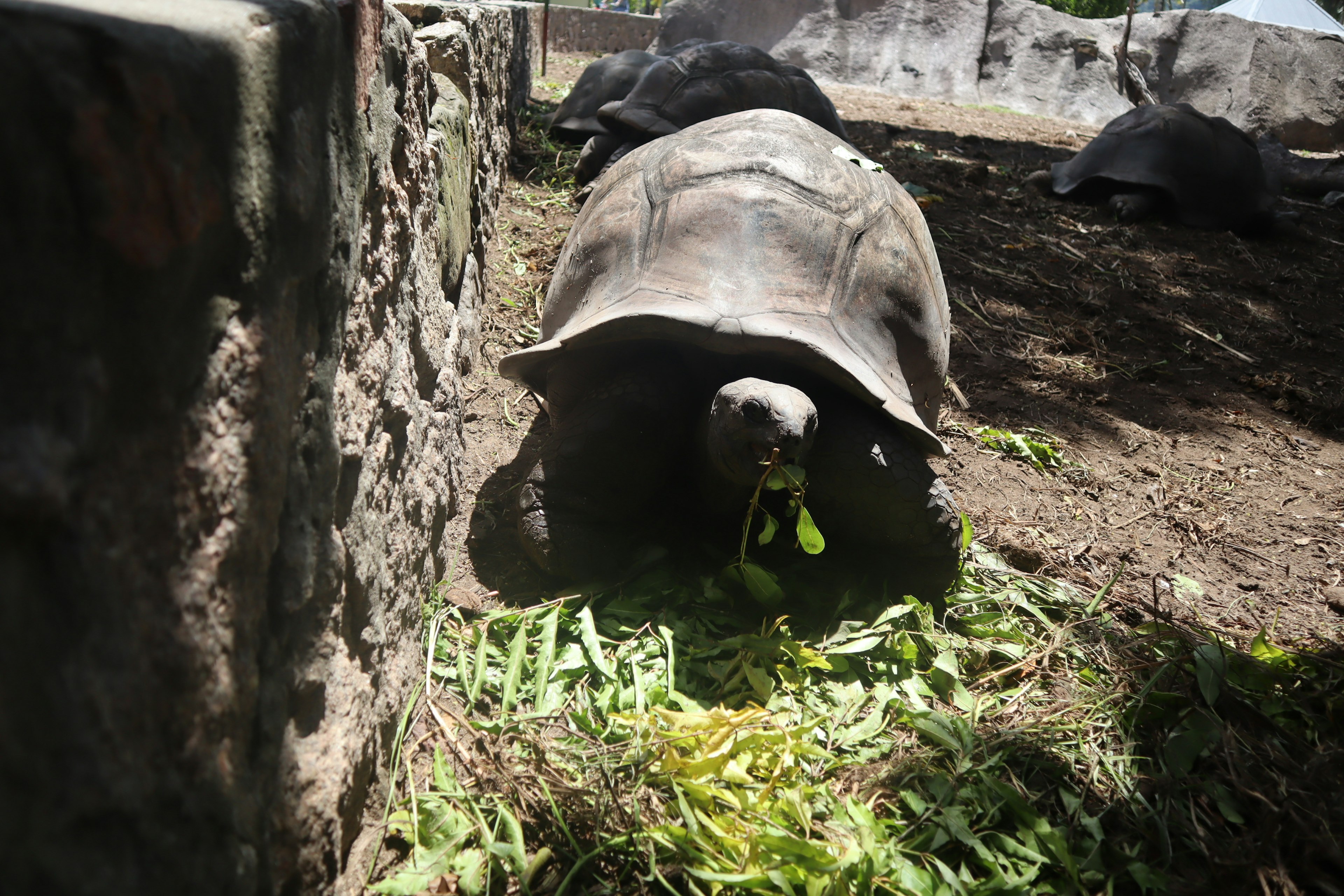 巨大なカメが草を食べている風景