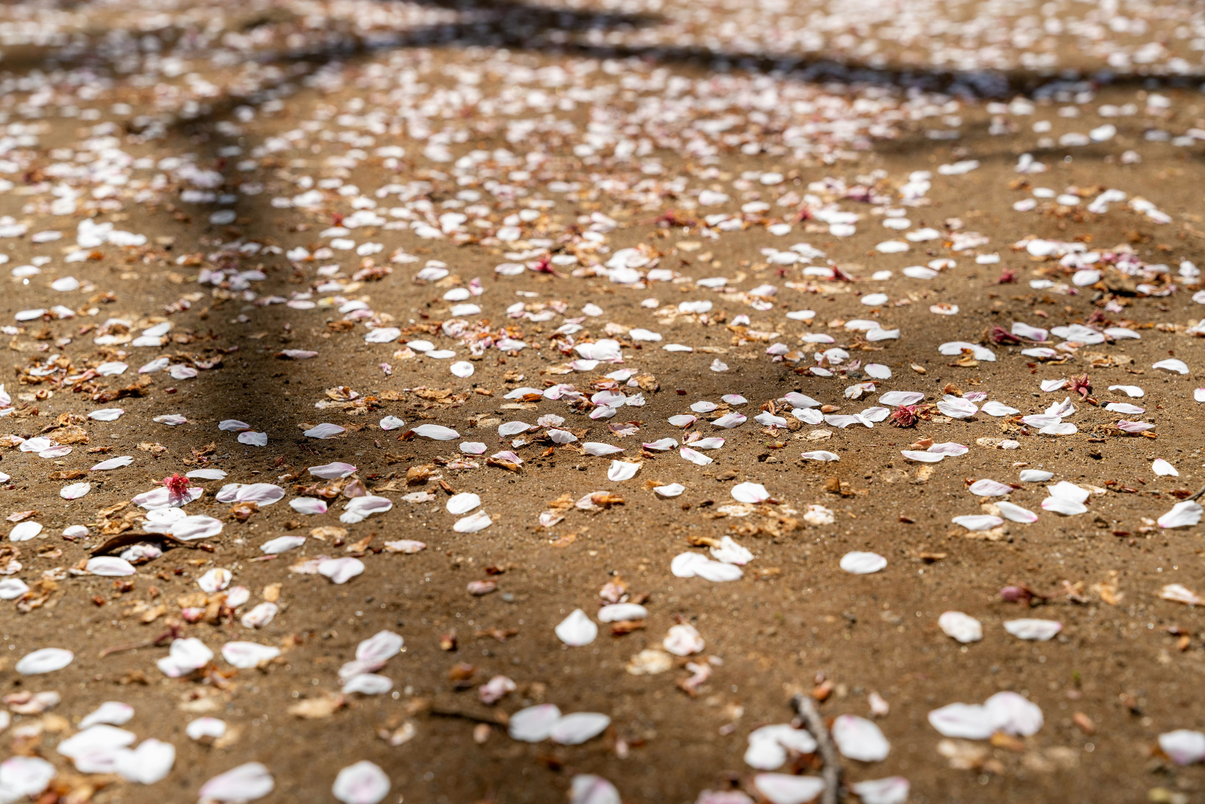 Close-up kelopak bunga sakura yang tersebar di tanah