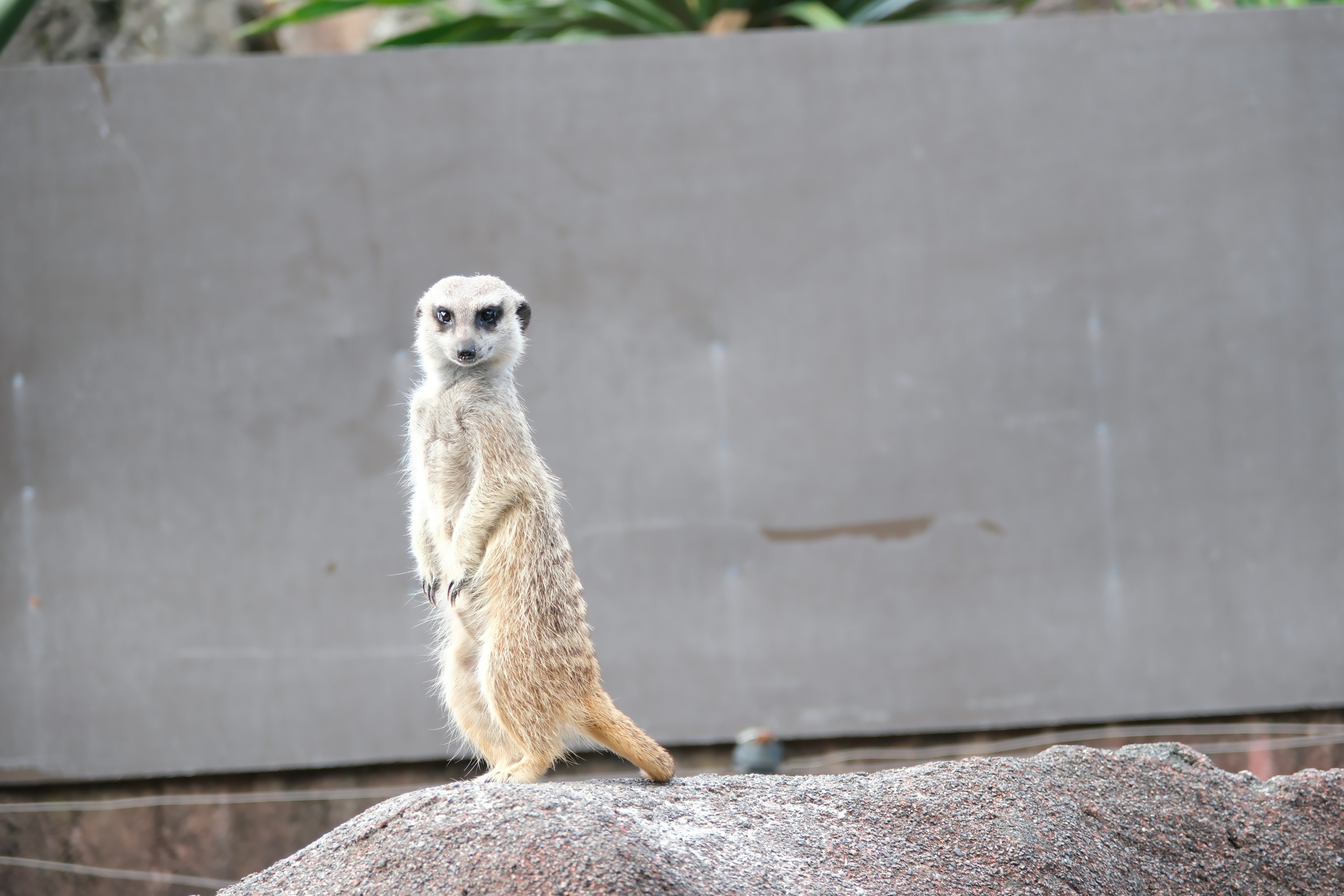 Seekor meerkat berdiri di atas batu sambil melihat sekeliling