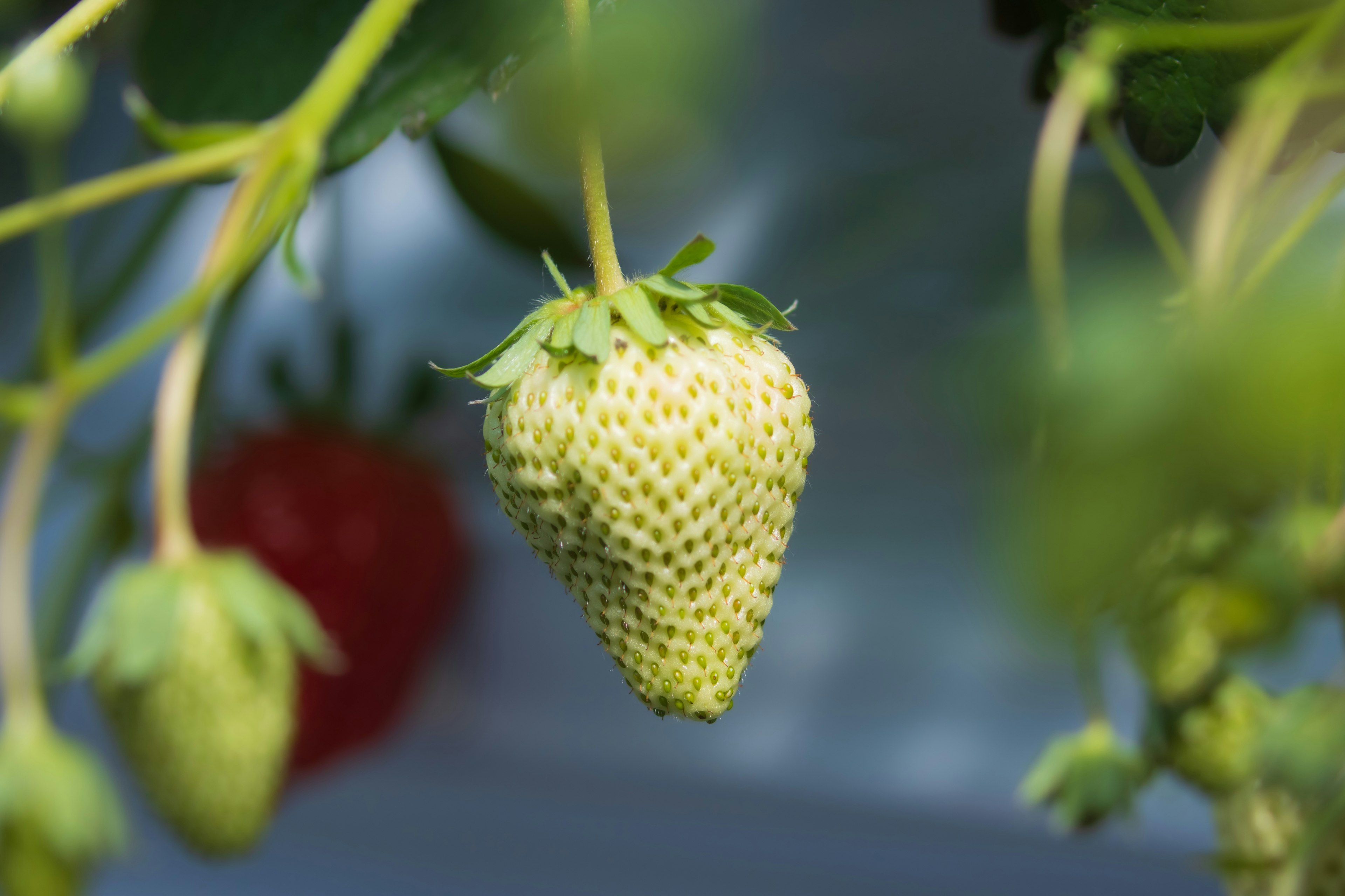 Green strawberry hanging from a vine with a red strawberry in the background