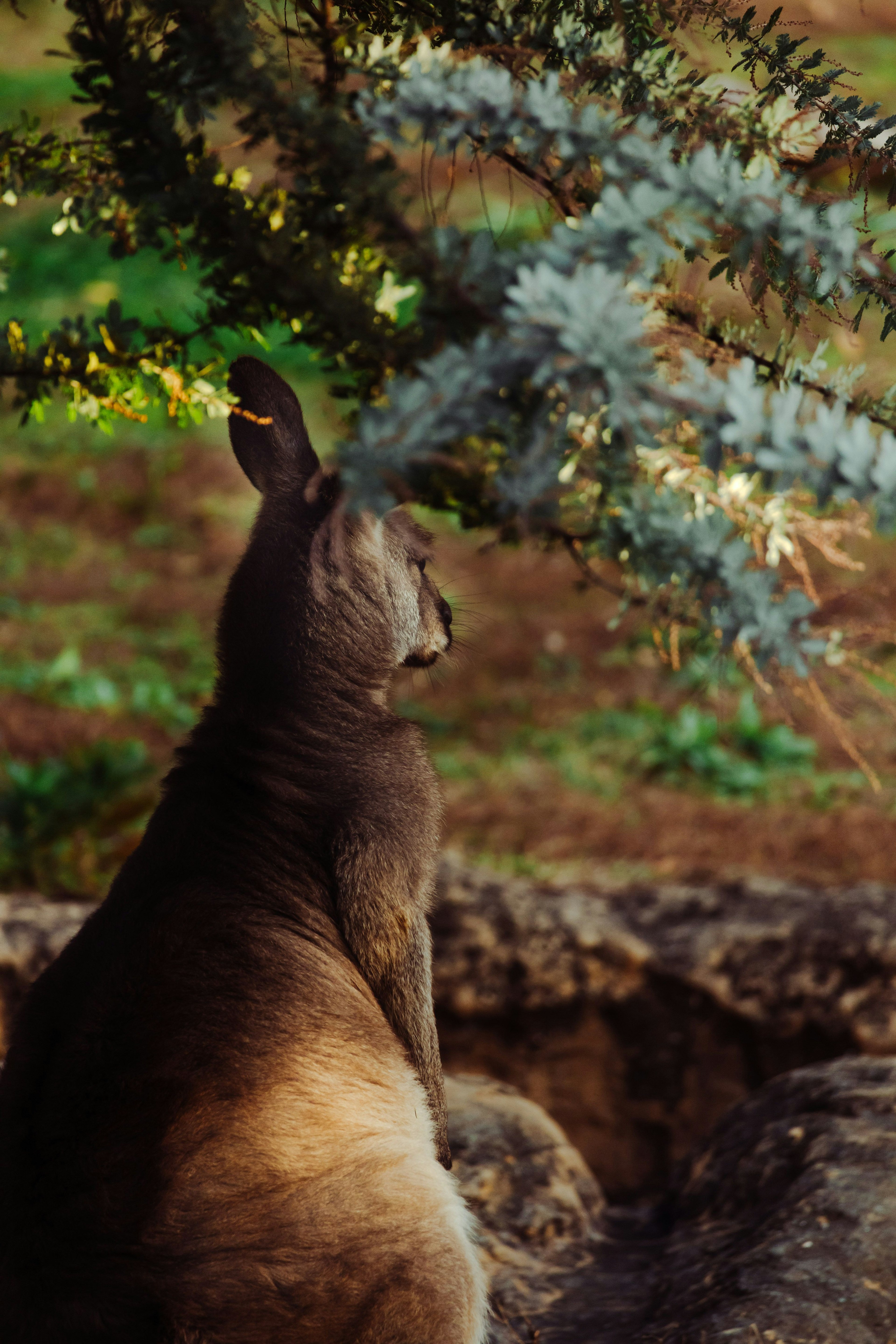 Un kangourou assis sous un arbre