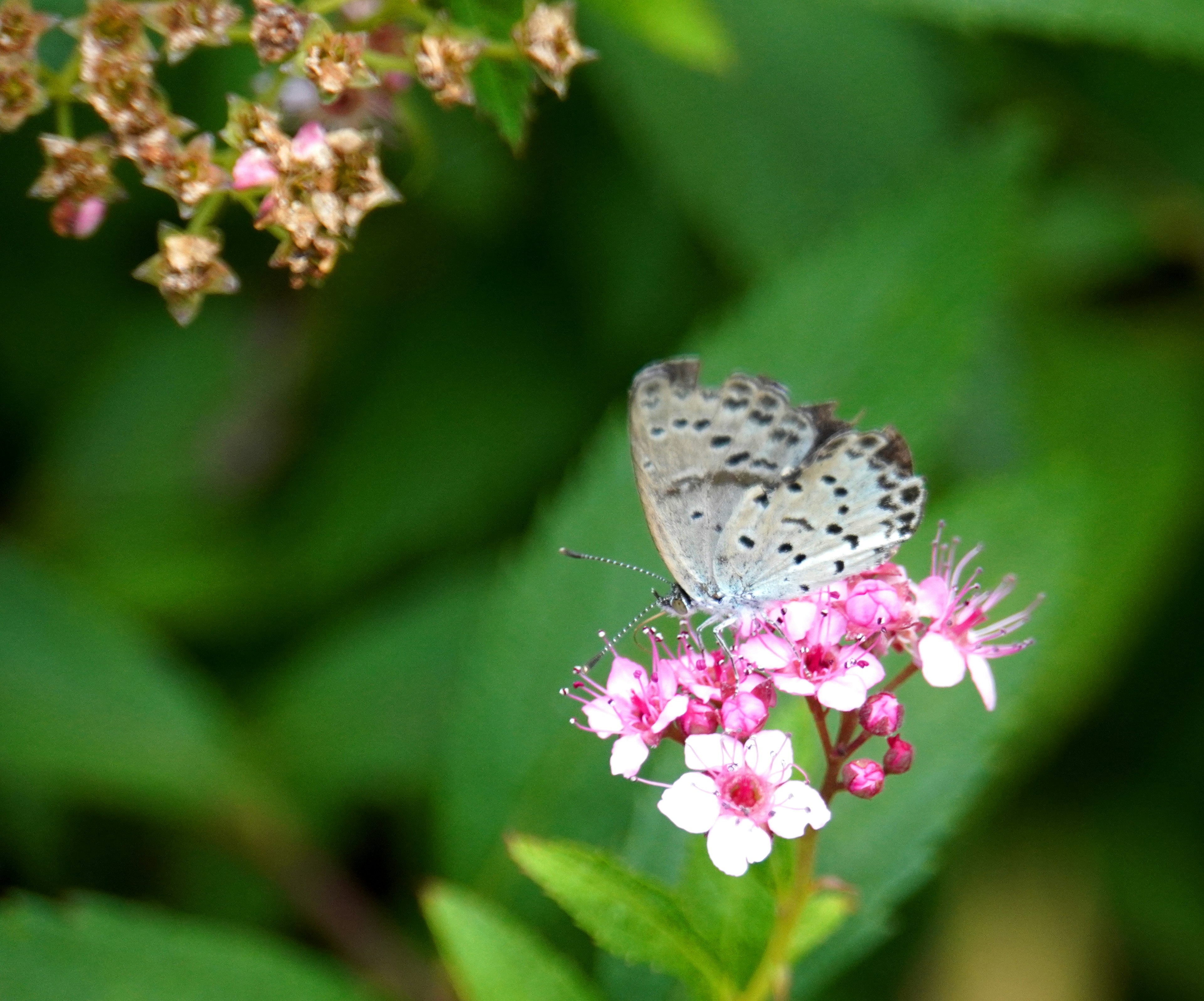 Mariposa posada sobre flores rosas rodeada de hojas verdes