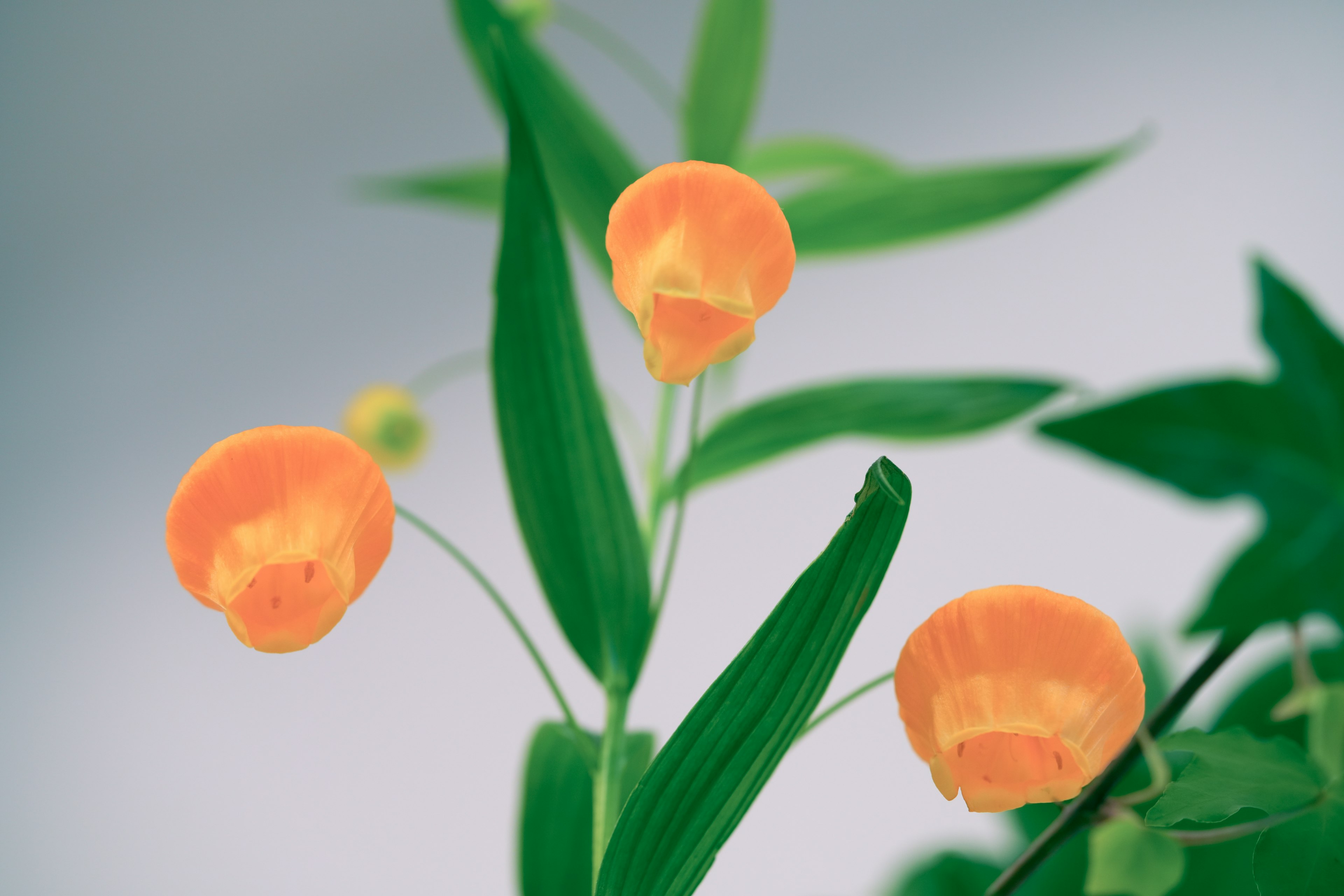 Nahaufnahme einer Pflanze mit orangefarbenen Blüten und grünen Blättern