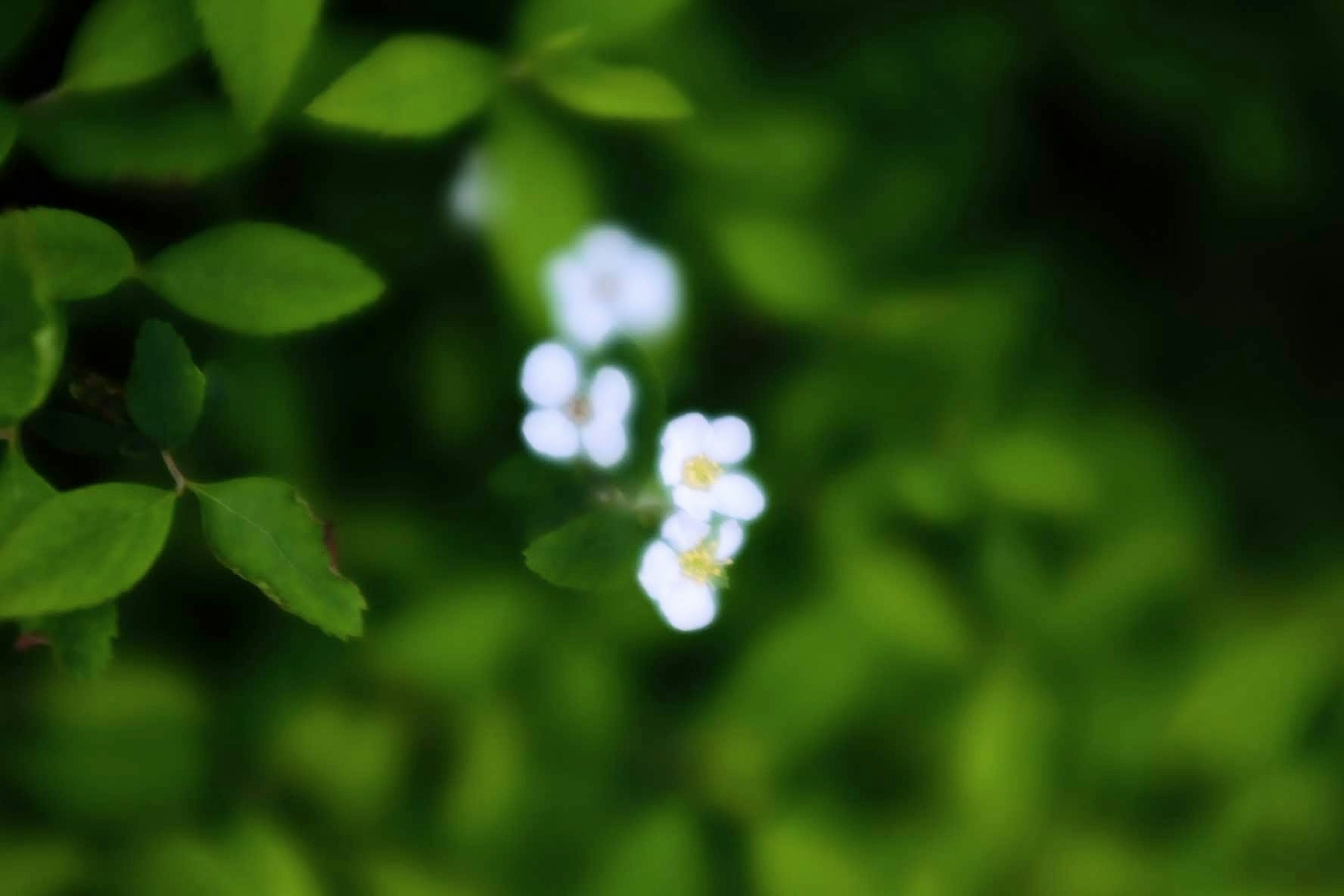 Blurred white flowers among green leaves