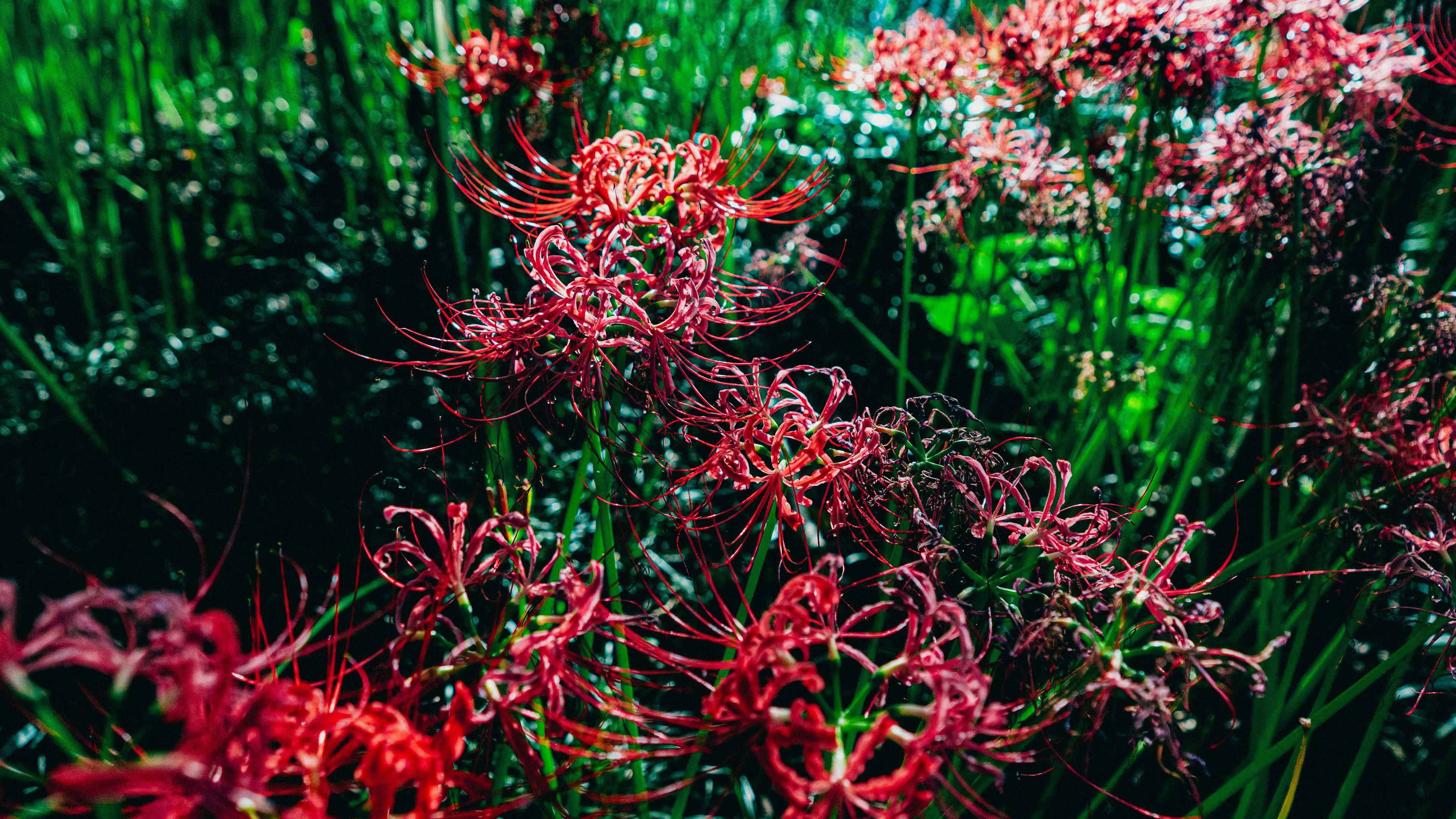 Beautiful landscape with red flowers against a green background