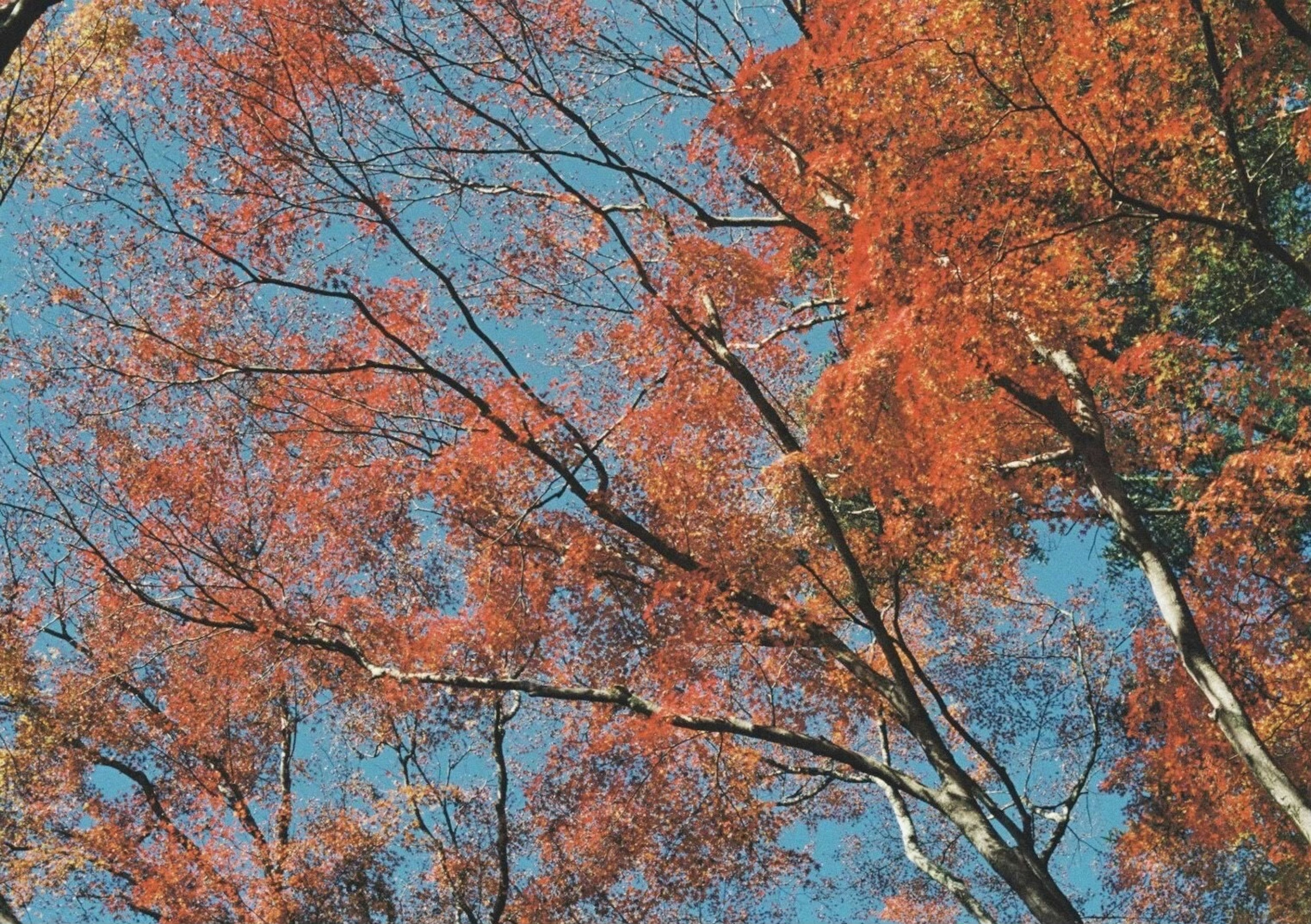 Rami di un albero con foglie rosse contro un cielo blu