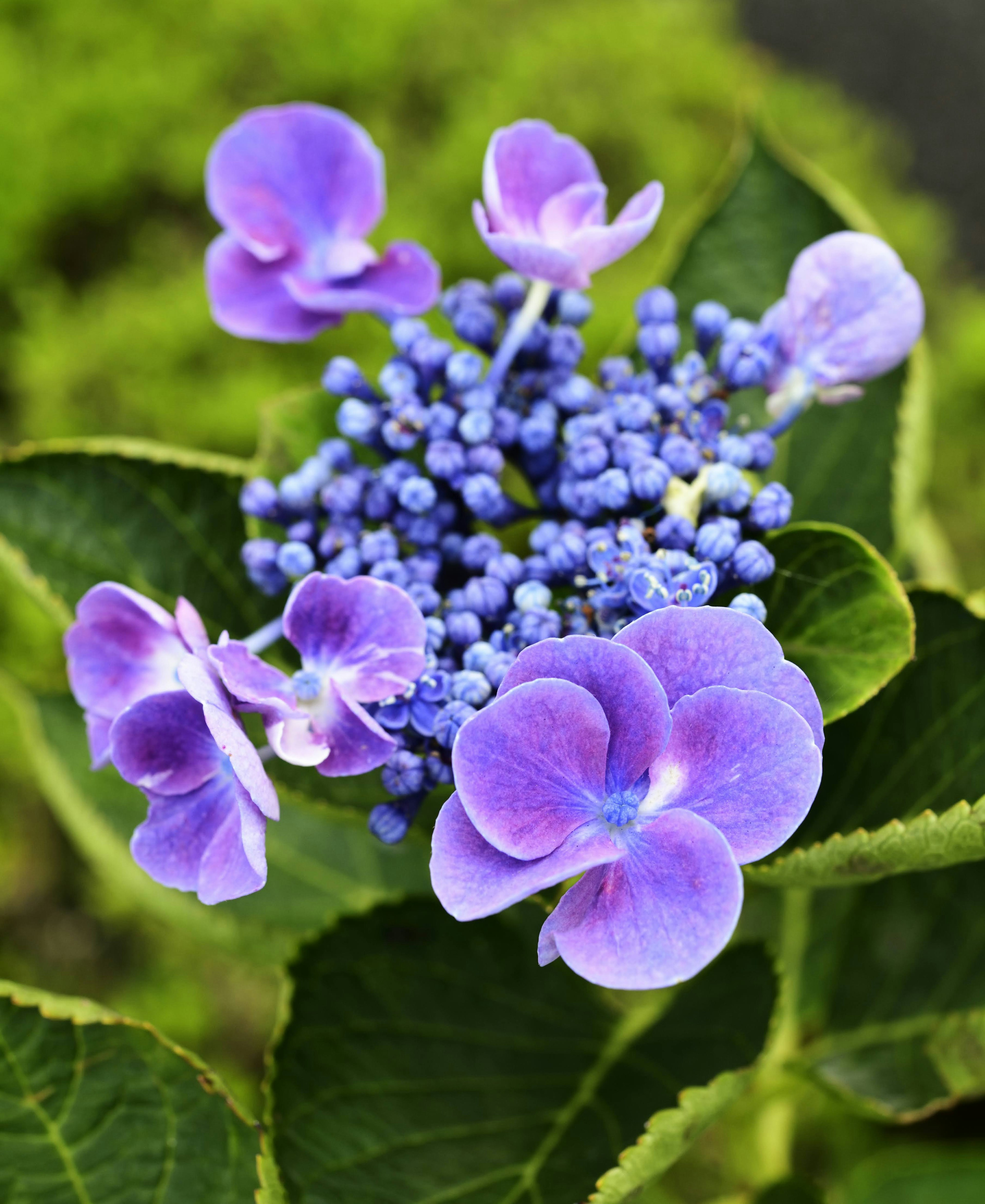 紫色花瓣和蓝色花蕾的绣球花