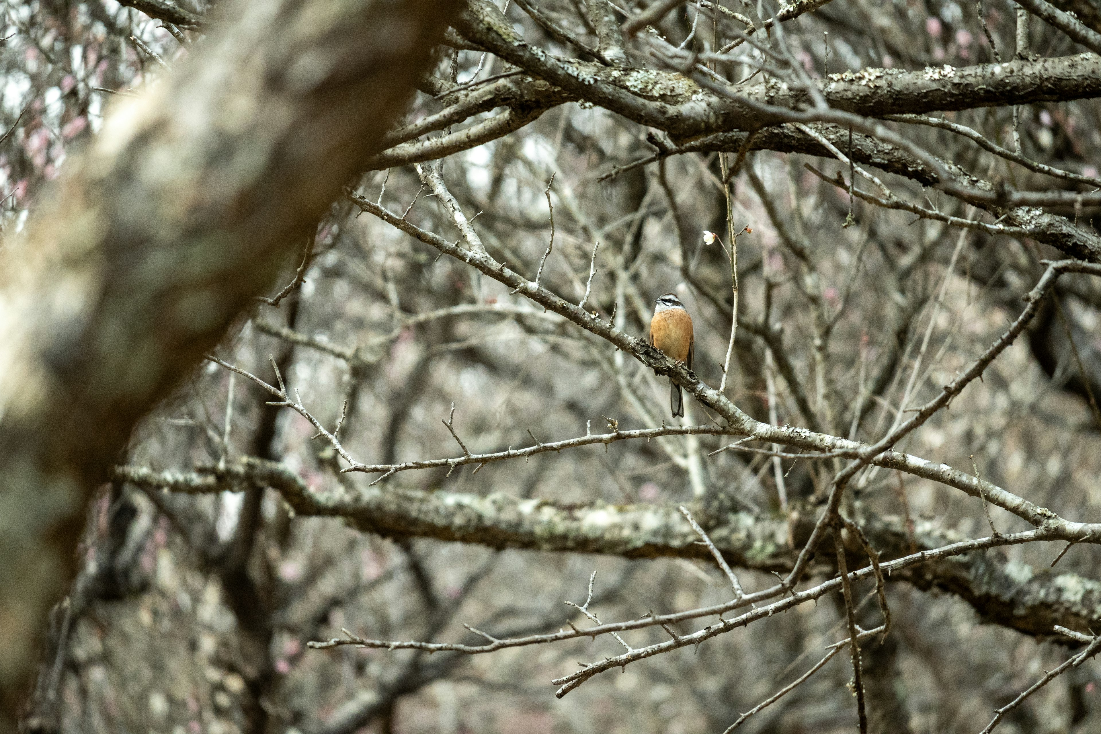 Ein kleiner Vogel, der zwischen verwobenen Ästen sichtbar ist