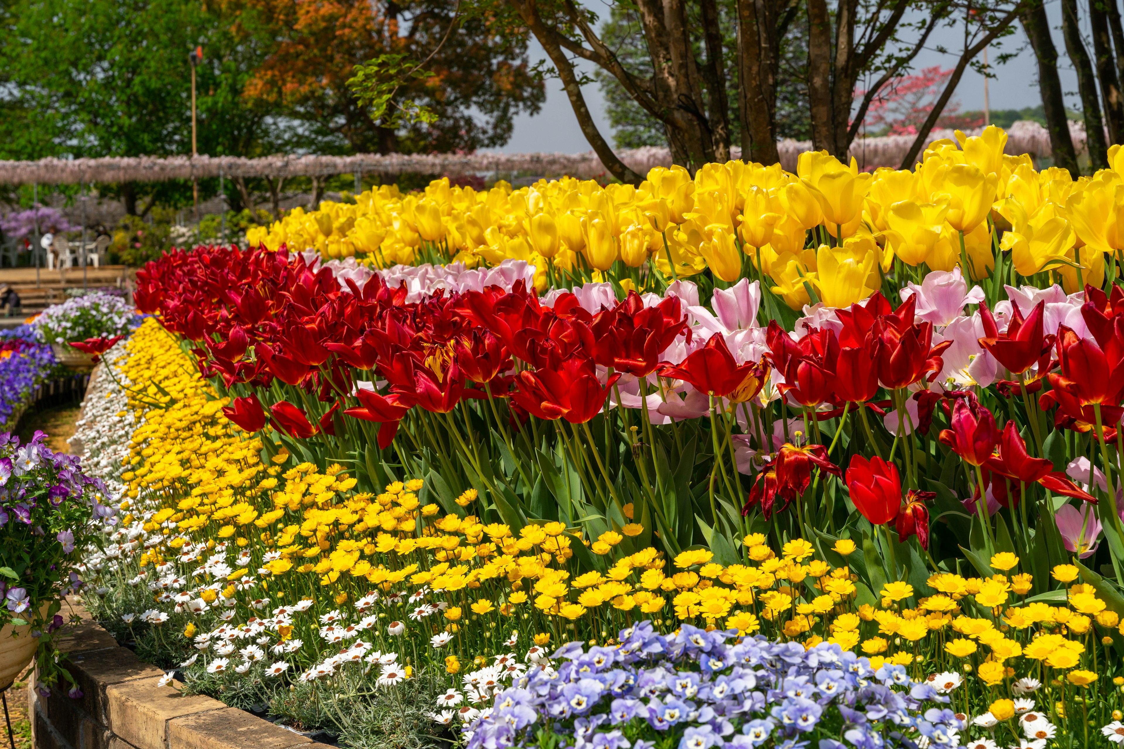 Colorful garden scene with blooming flowers red tulips yellow tulips purple blossoms