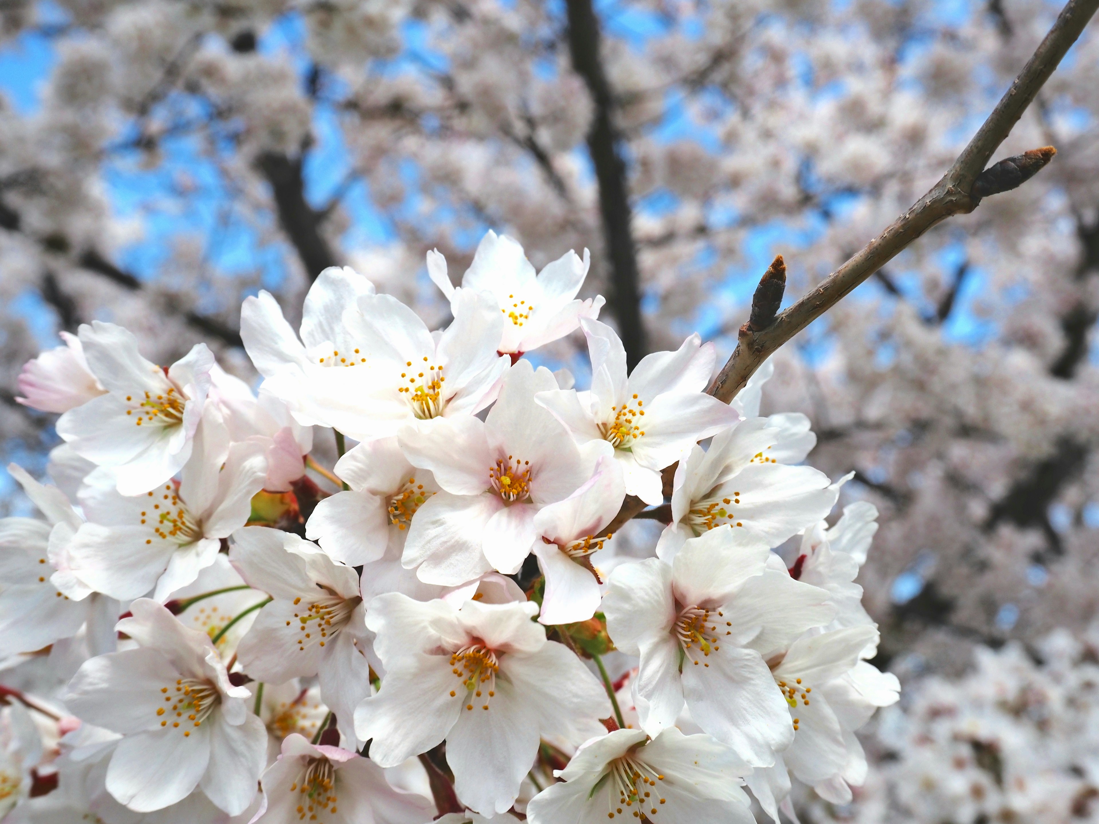 Nahaufnahme von Kirschblüten an einem Zweig vor blauem Himmel