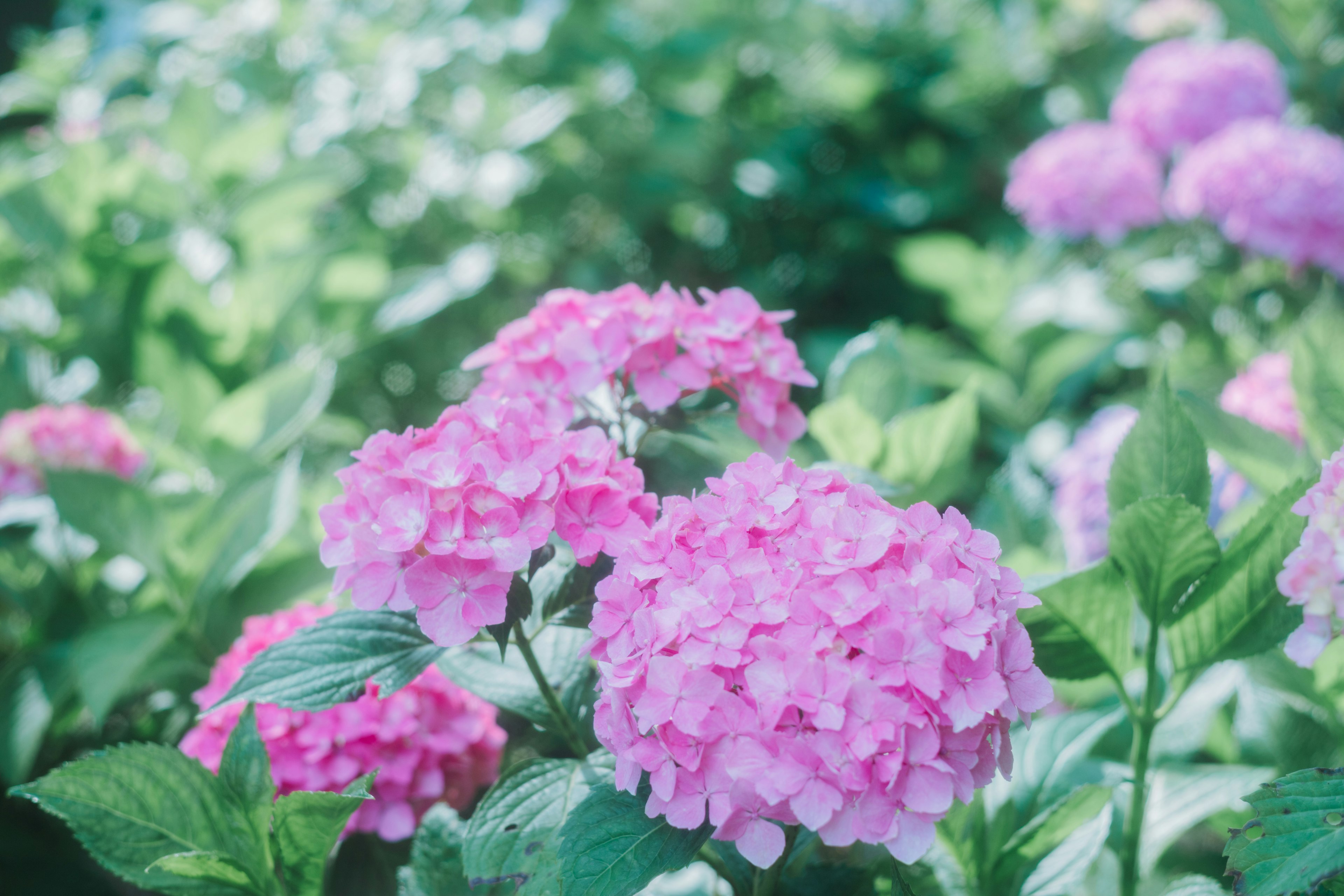 Bunga hydrangea pink lembut mekar di latar belakang hijau