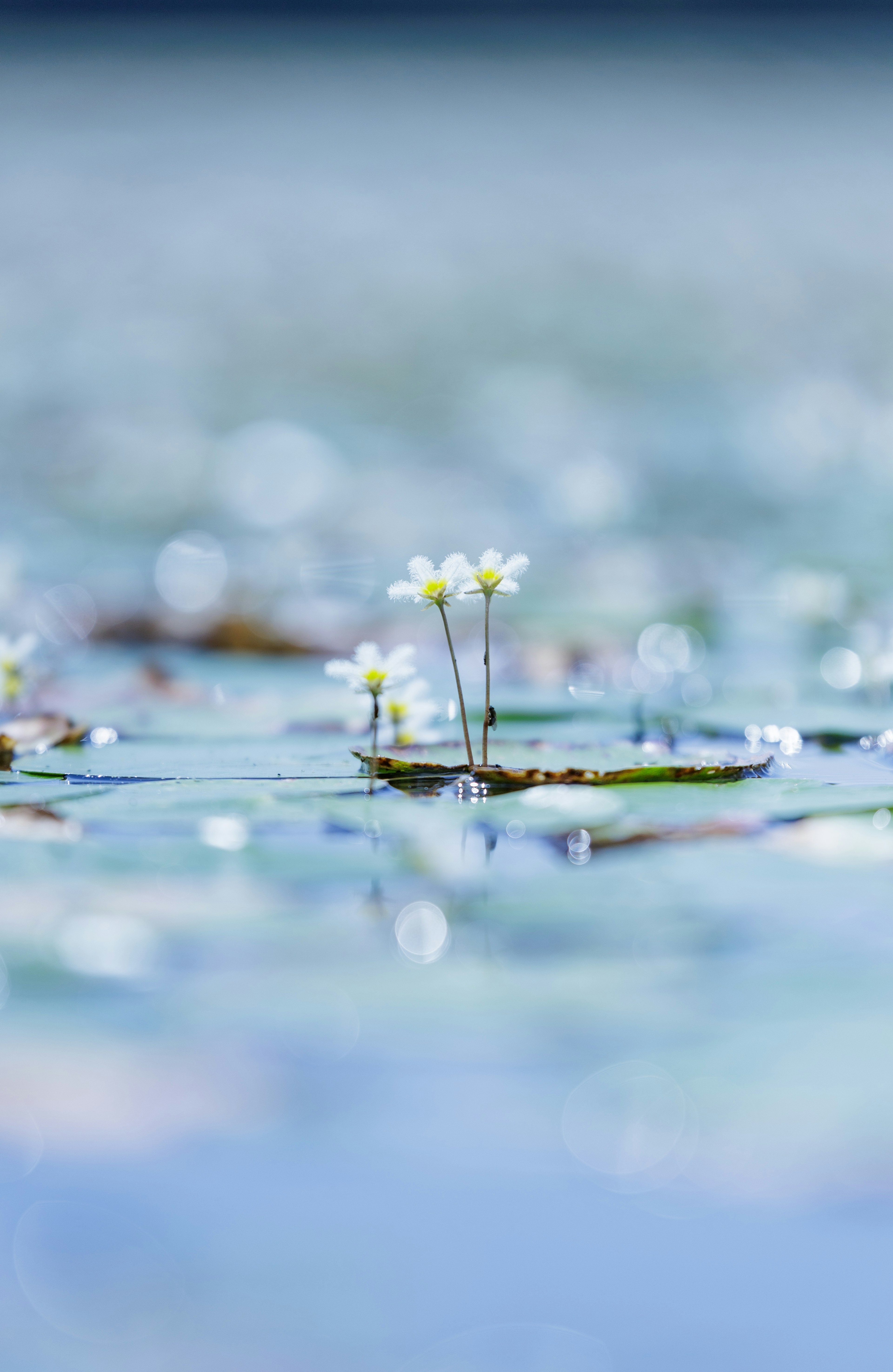 Pequeñas flores blancas y hojas flotando en una superficie de agua azul