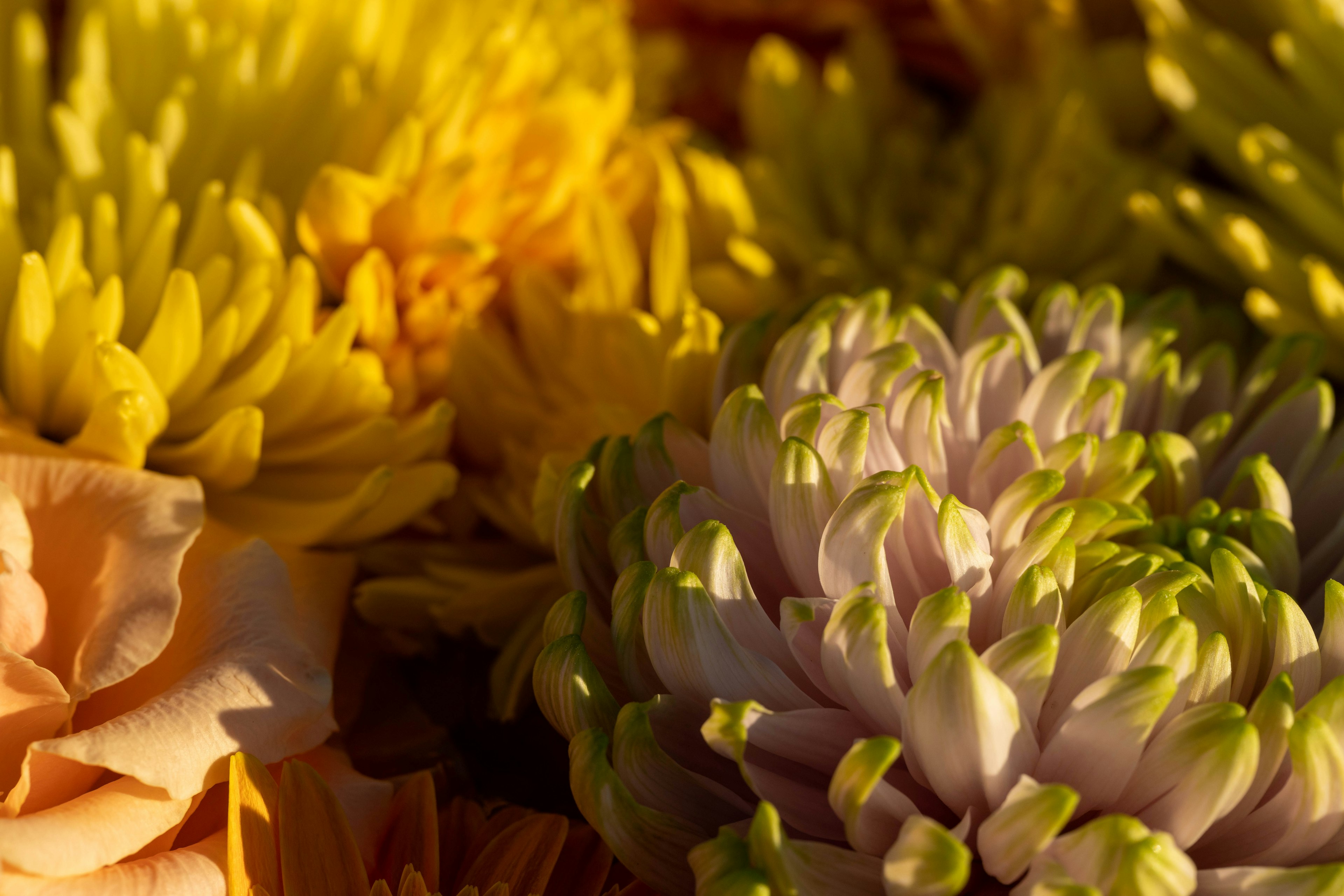 Acercamiento de flores coloridas con flores amarillas y moradas