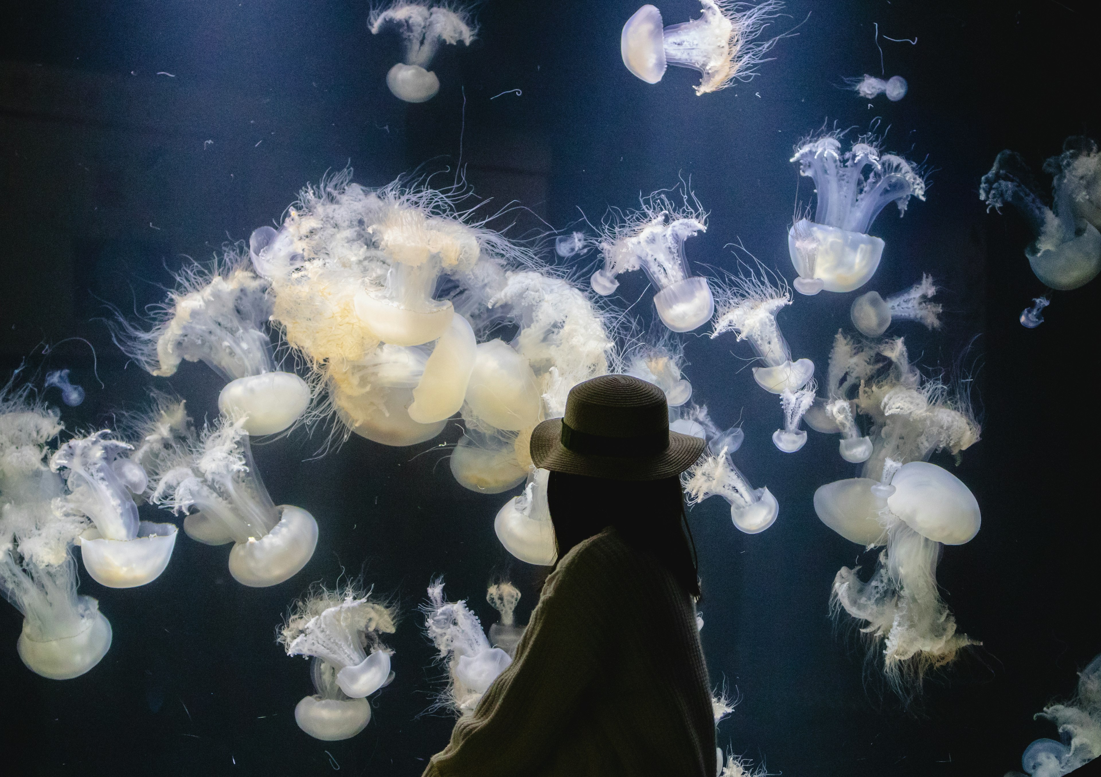 Silhouette of a woman wearing a hat in front of a jellyfish aquarium