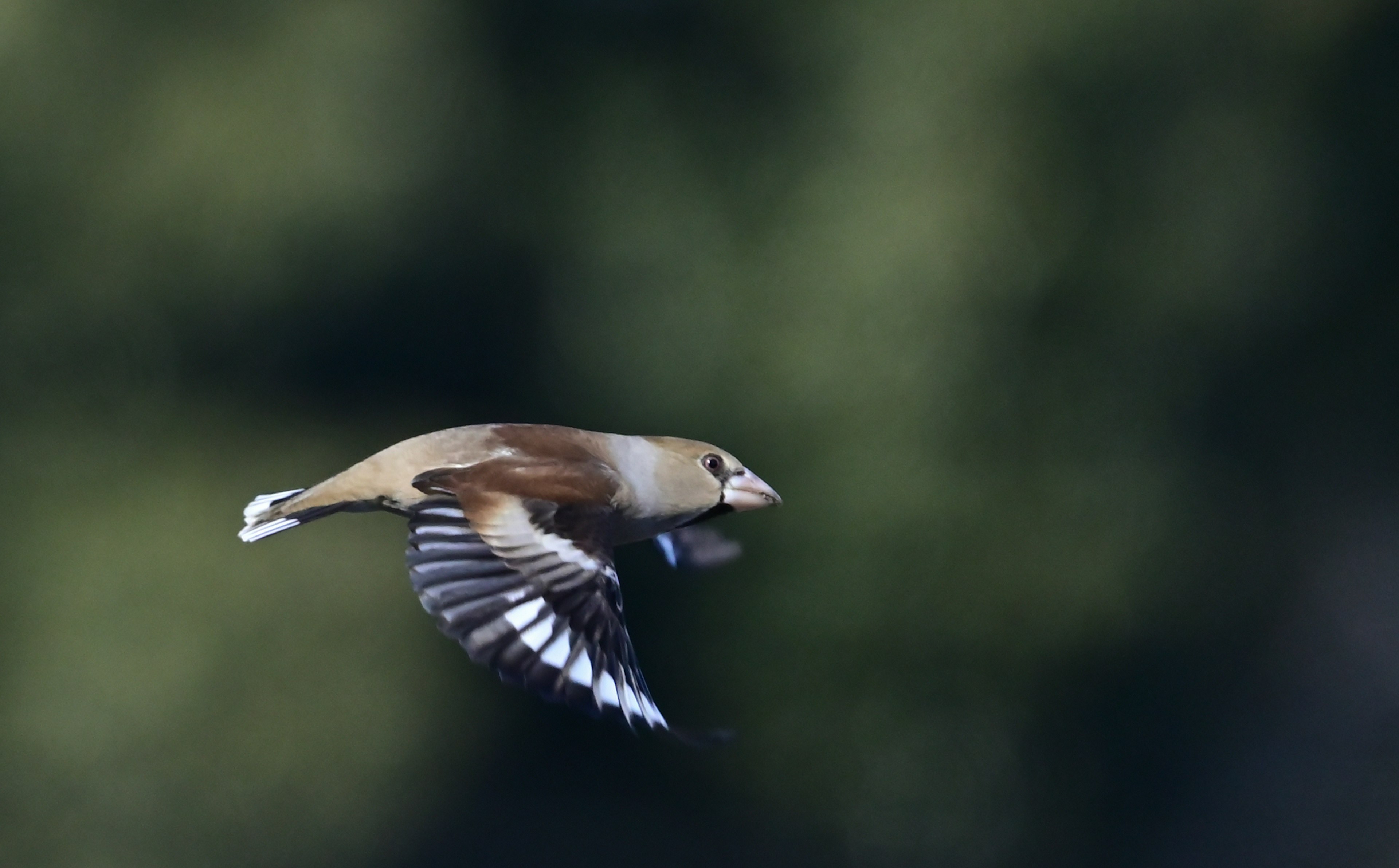 Un pájaro en vuelo visto de lado con alas de rayas negras y blancas