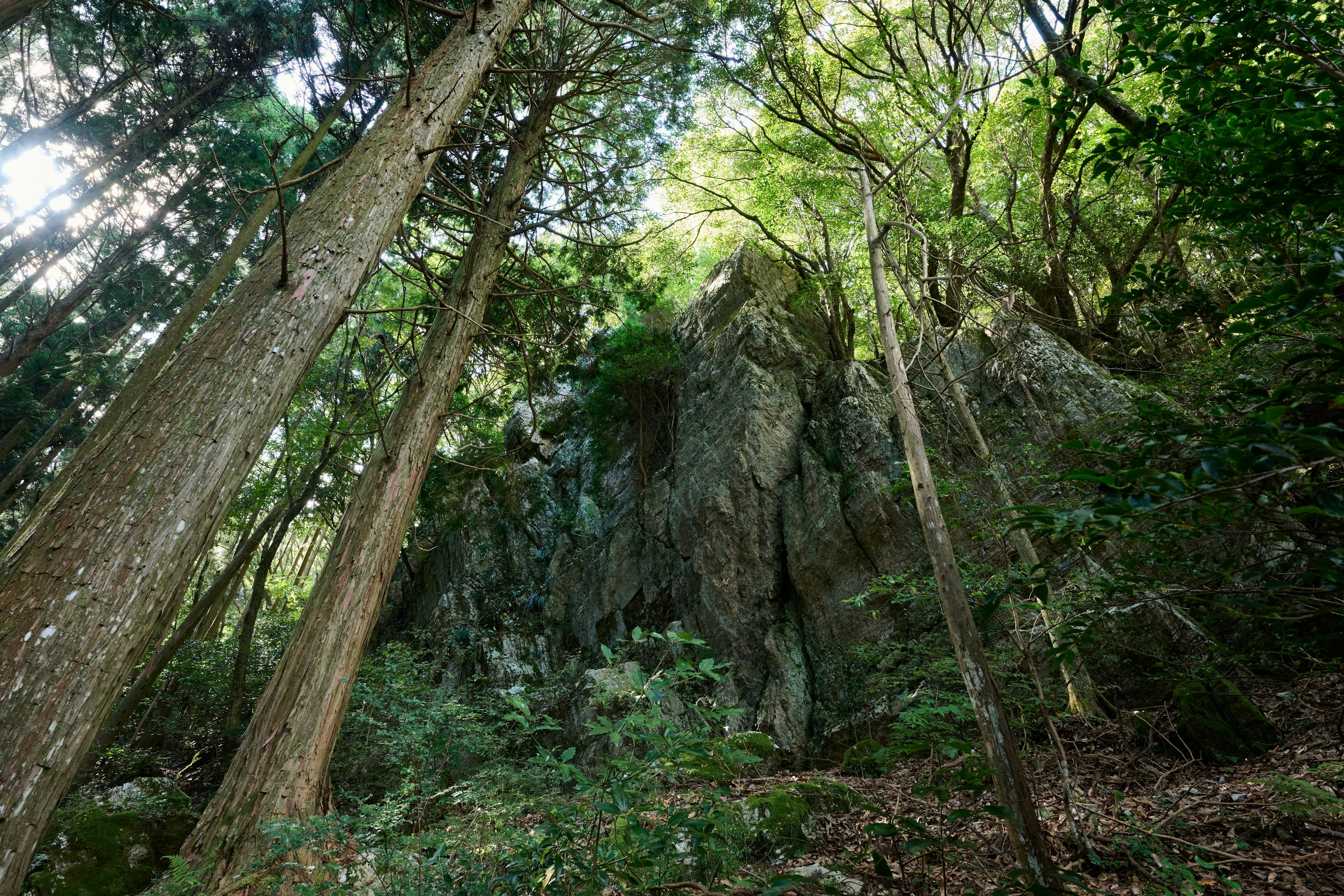 Formation rocheuse entourée d'arbres hauts dans une forêt luxuriante