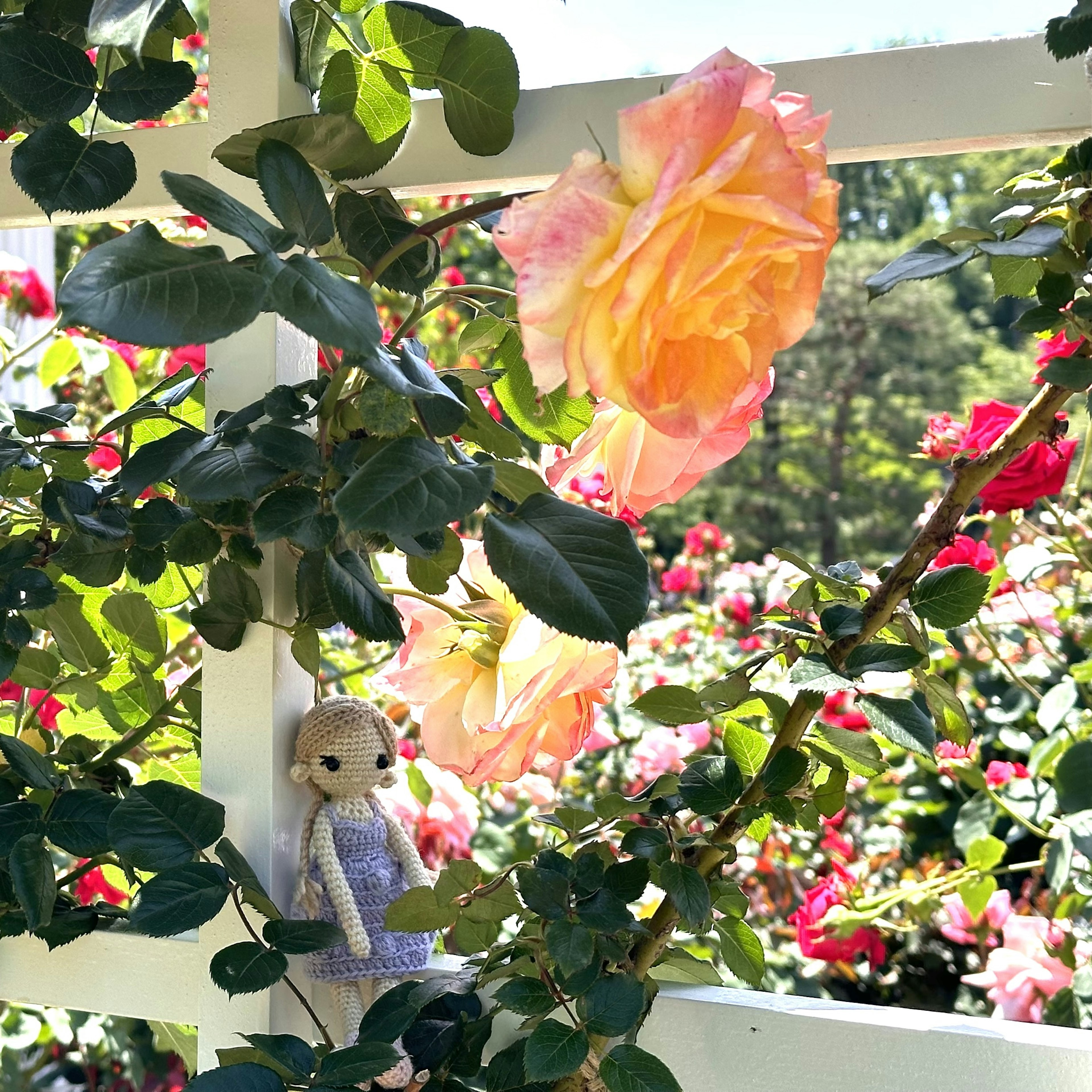 Rosa- und orangene Rosen blühen an einem weißen Zaun mit einer Puppe in der Nähe