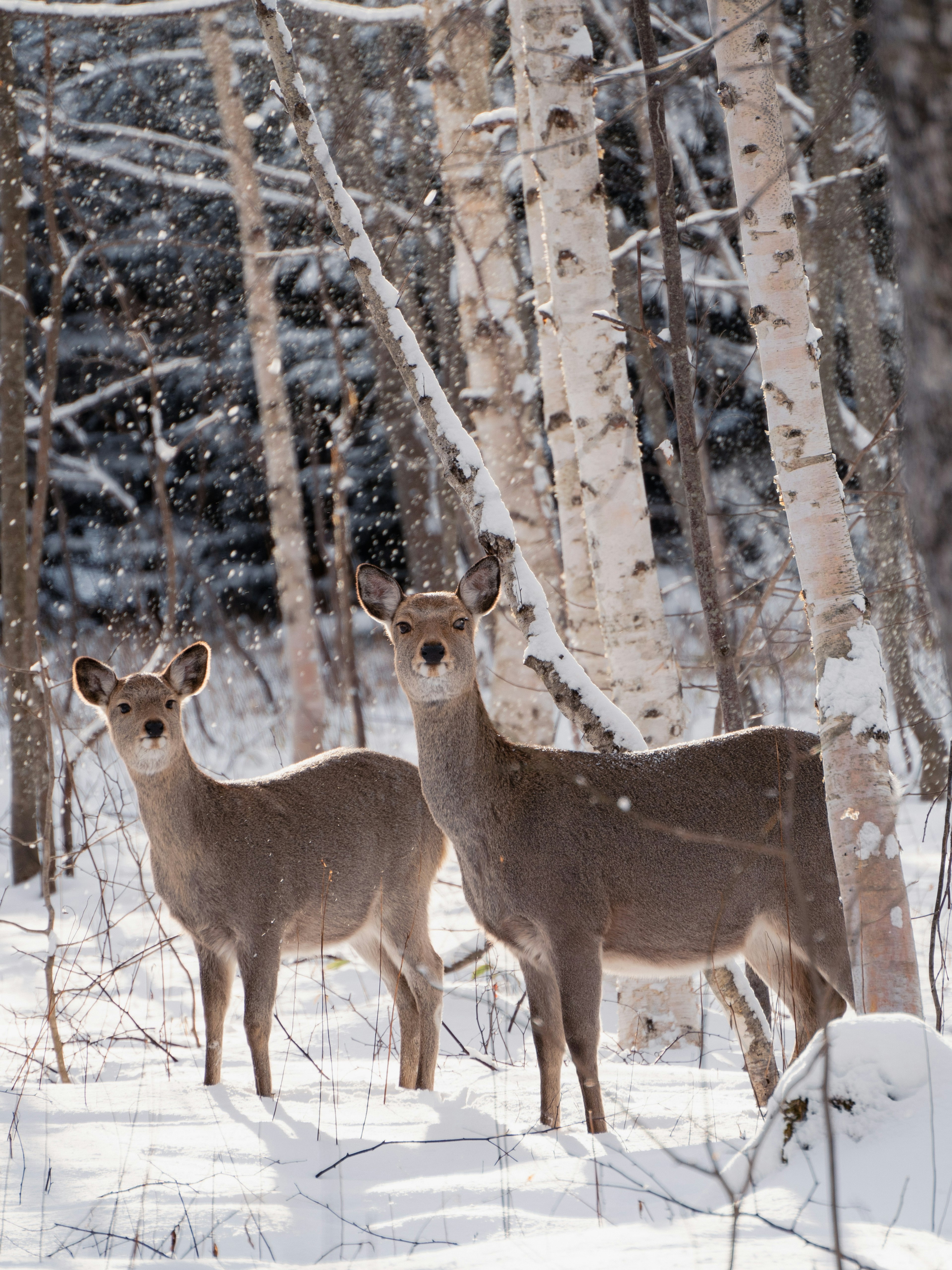 Deux cerfs se tenant dans la neige parmi les bouleaux