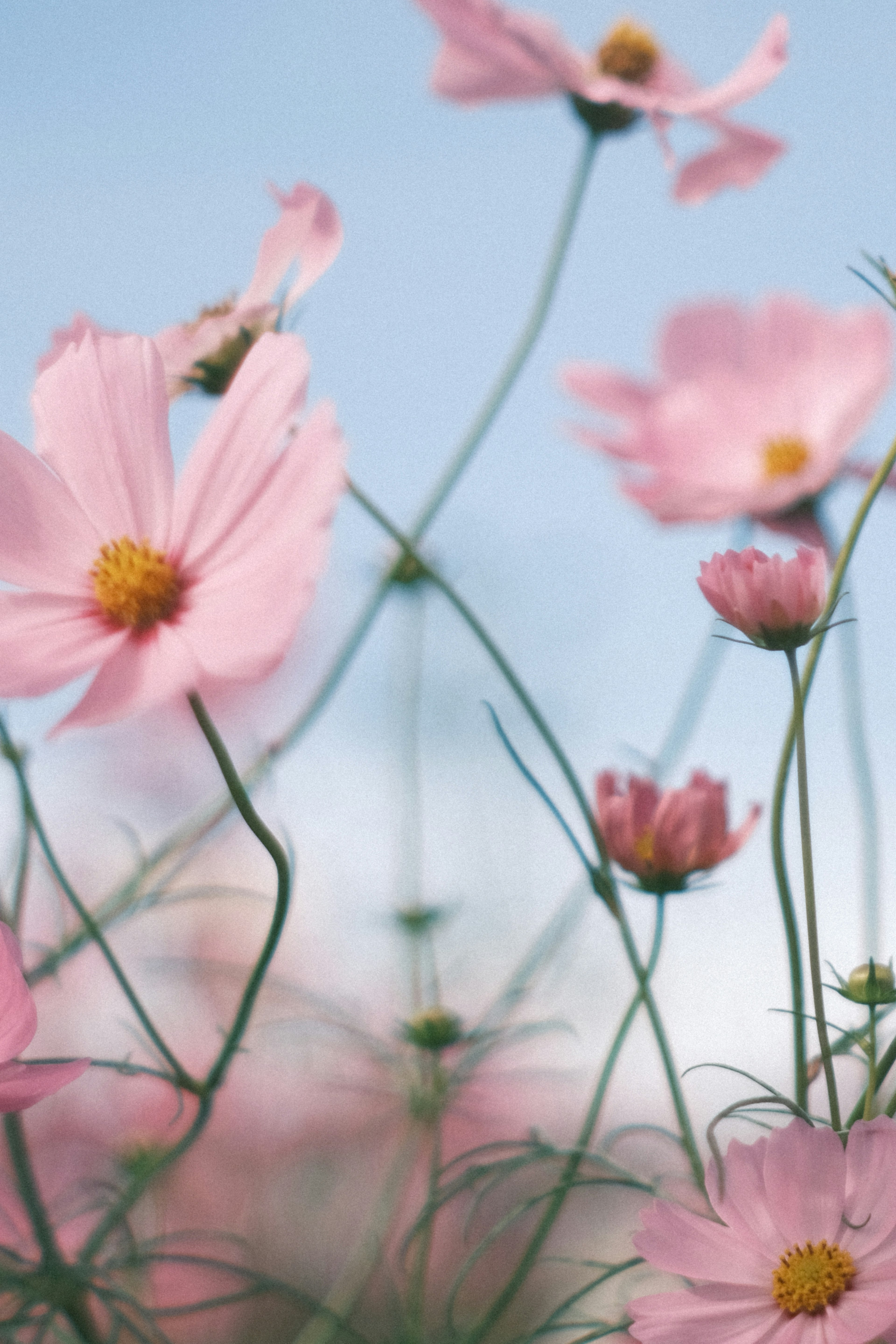 Flores de cosmos rosas meciéndose en el viento contra un cielo azul