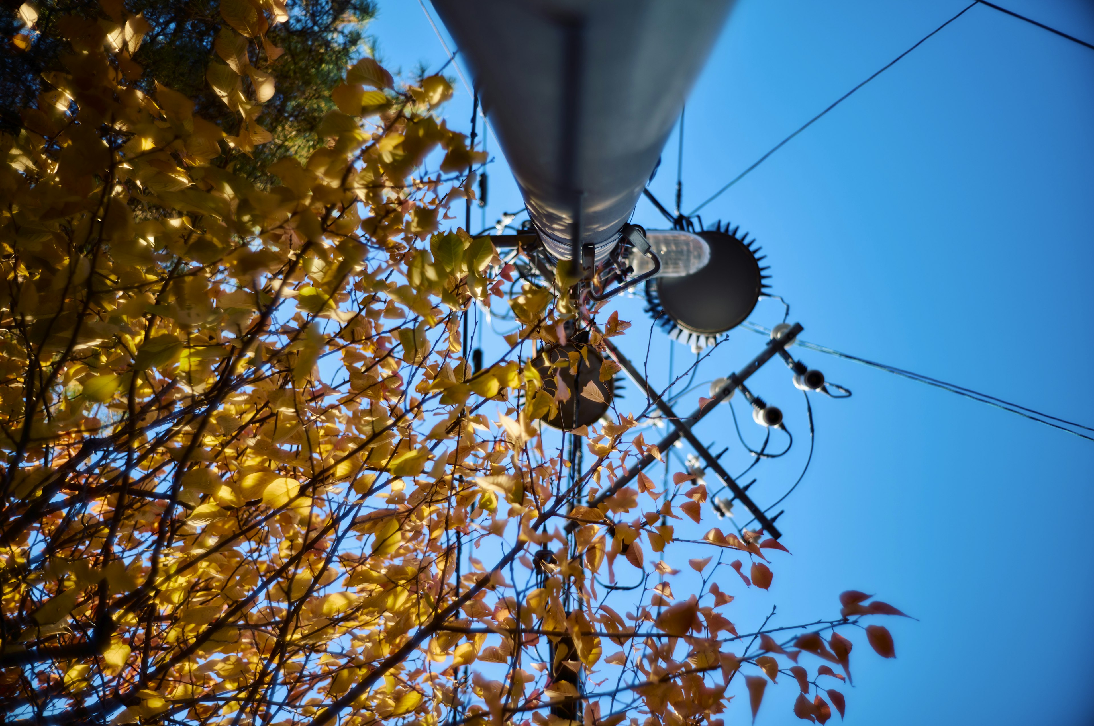 Blick von unten auf einen Strommast und Herbstblätter vor blauem Himmel