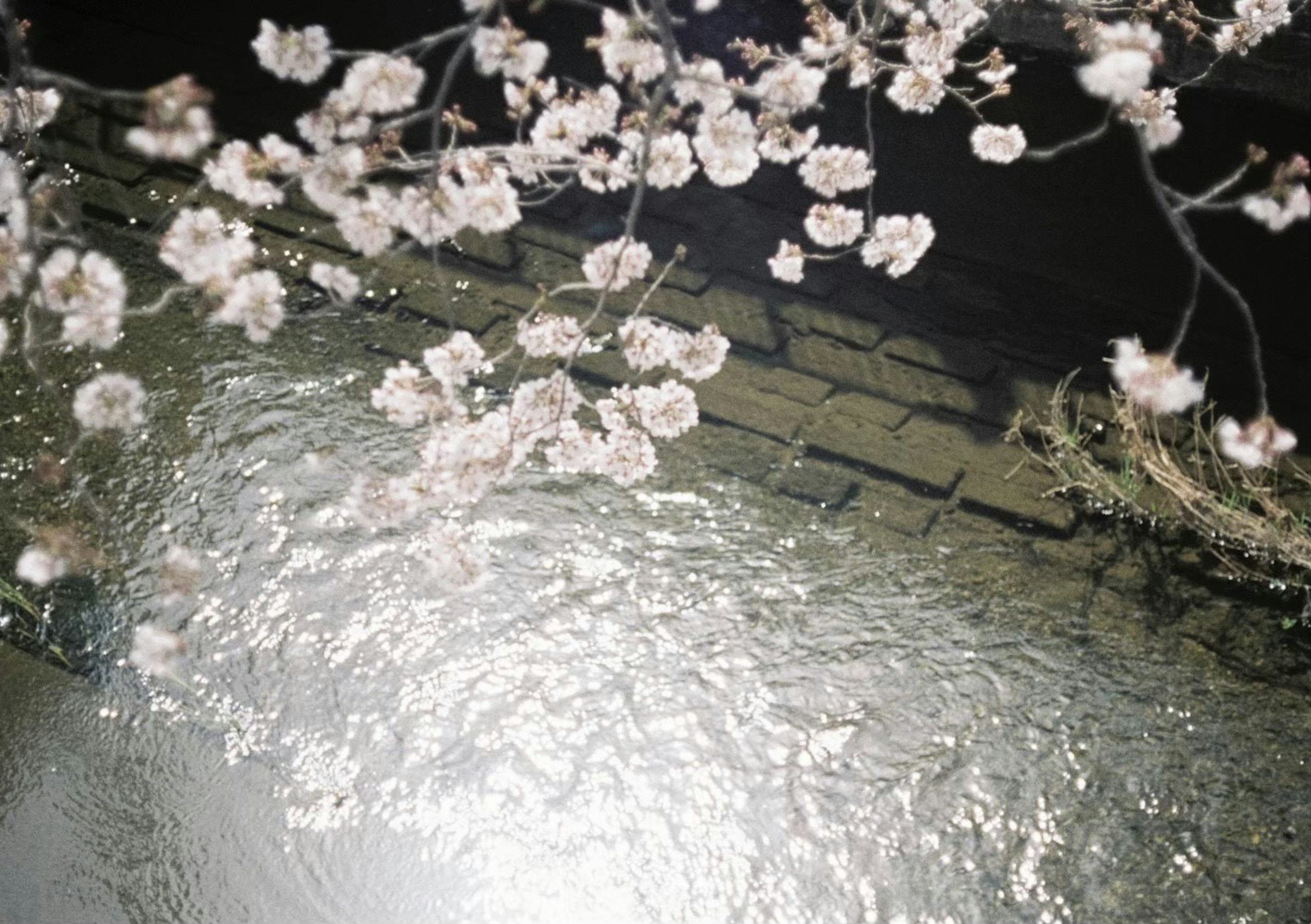 Cherry blossoms reflecting on the water surface