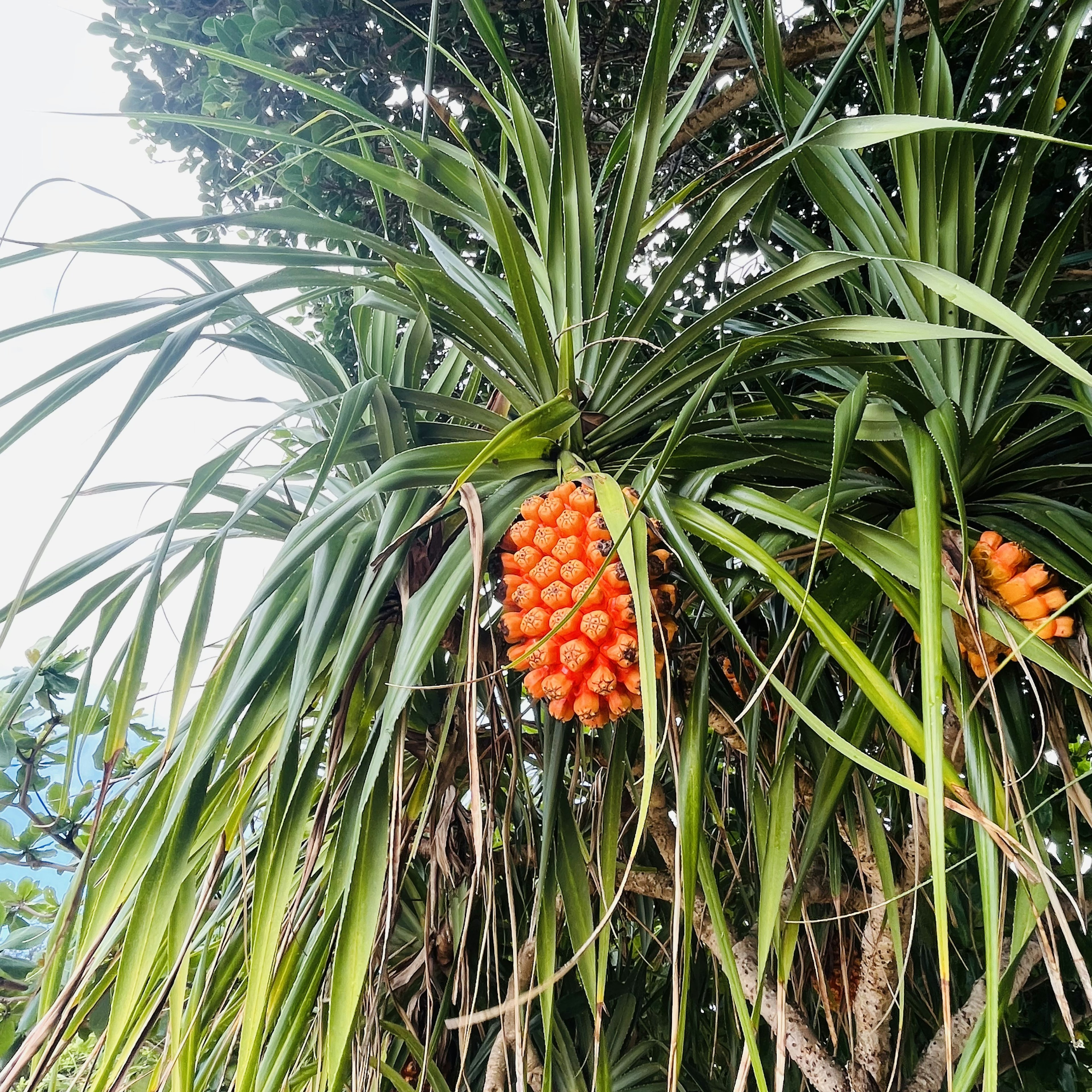 Pineapple tree with distinctive orange fruits and green leaves