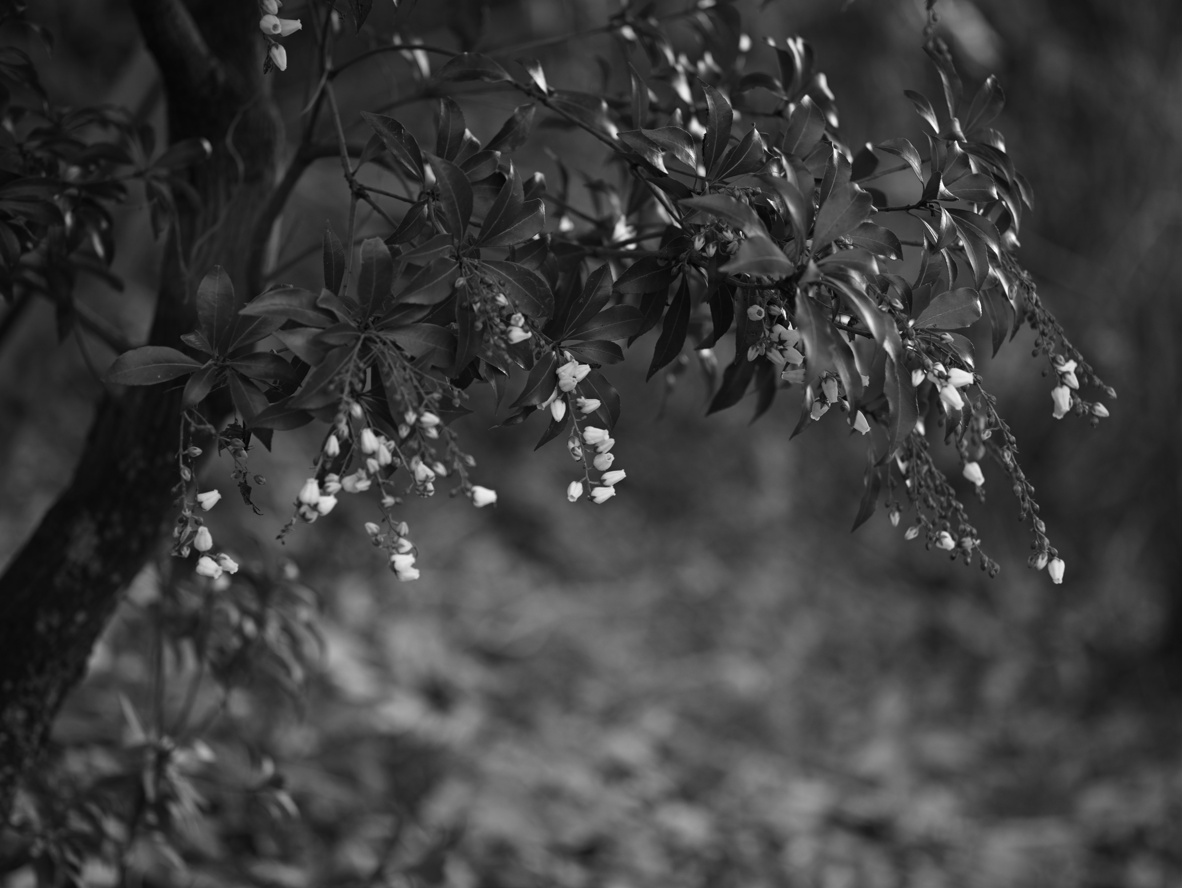 白い花が咲く枝とぼかしのある背景のモノクロ画像