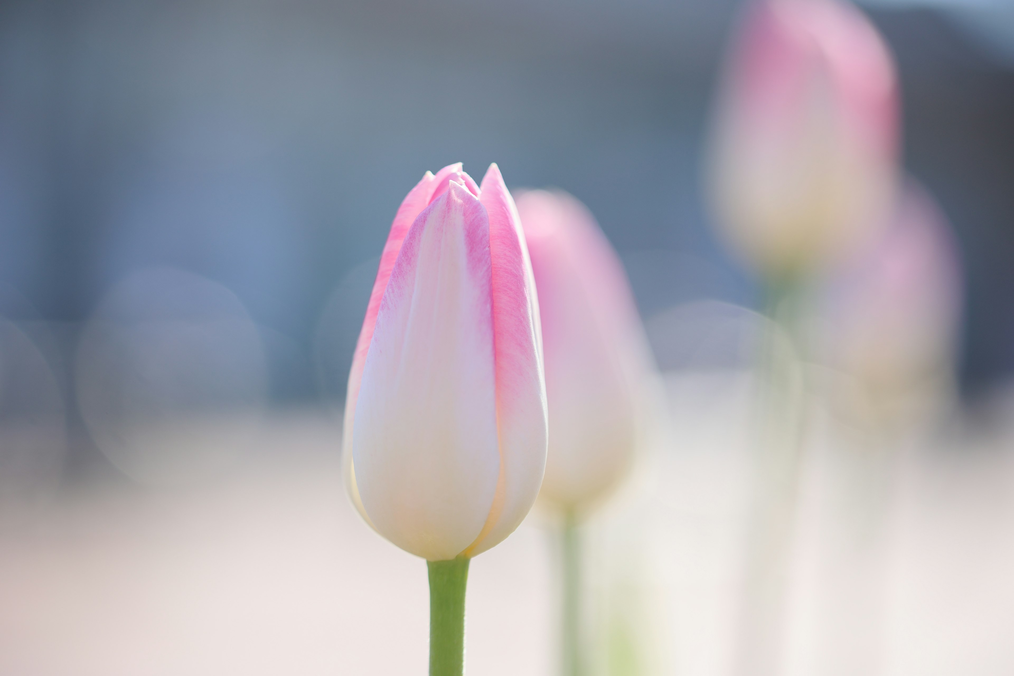 Sebuah tulip merah muda yang sedang mekar dengan kelopak lembut