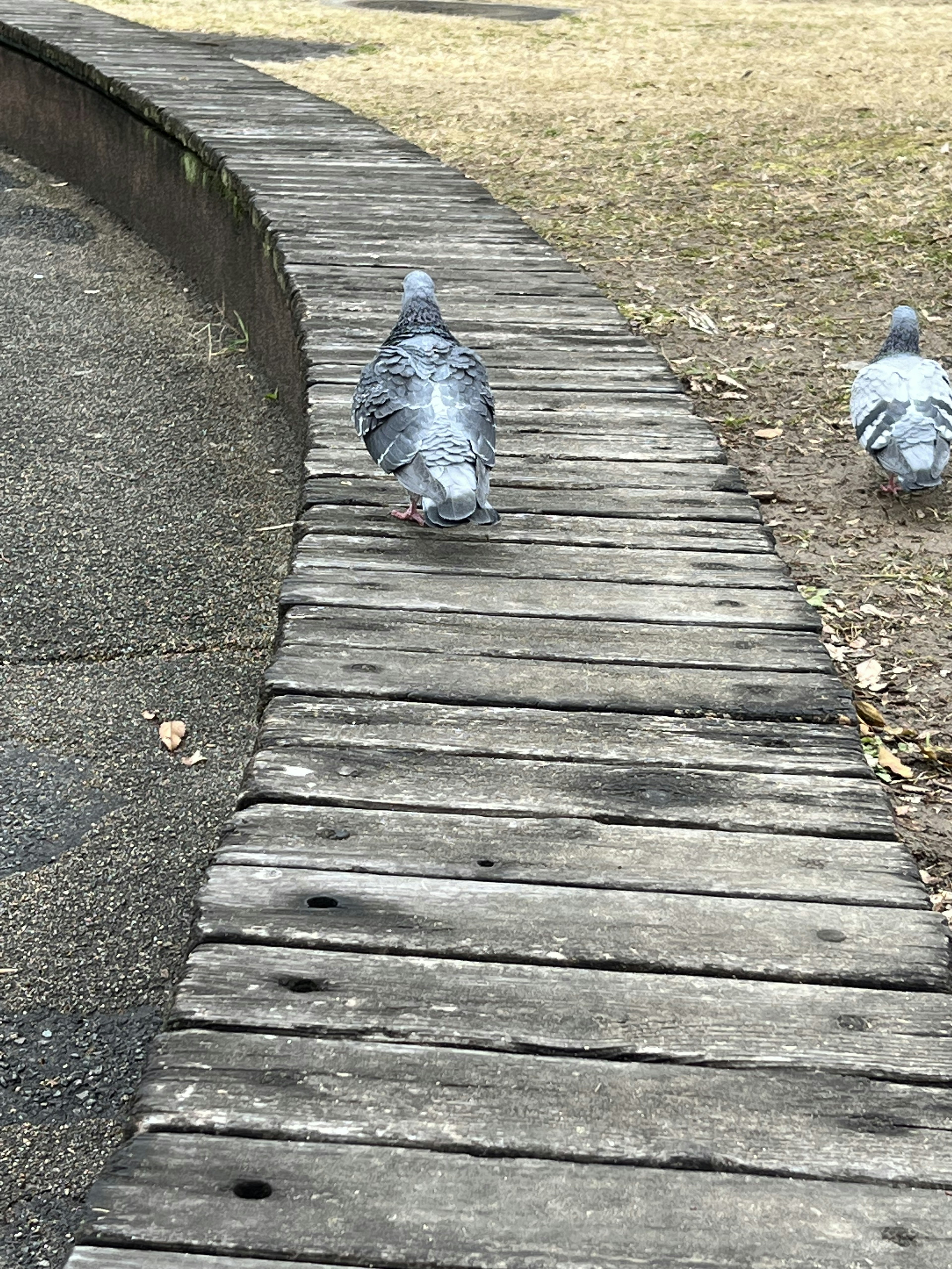 Two pigeons walking on a wooden path