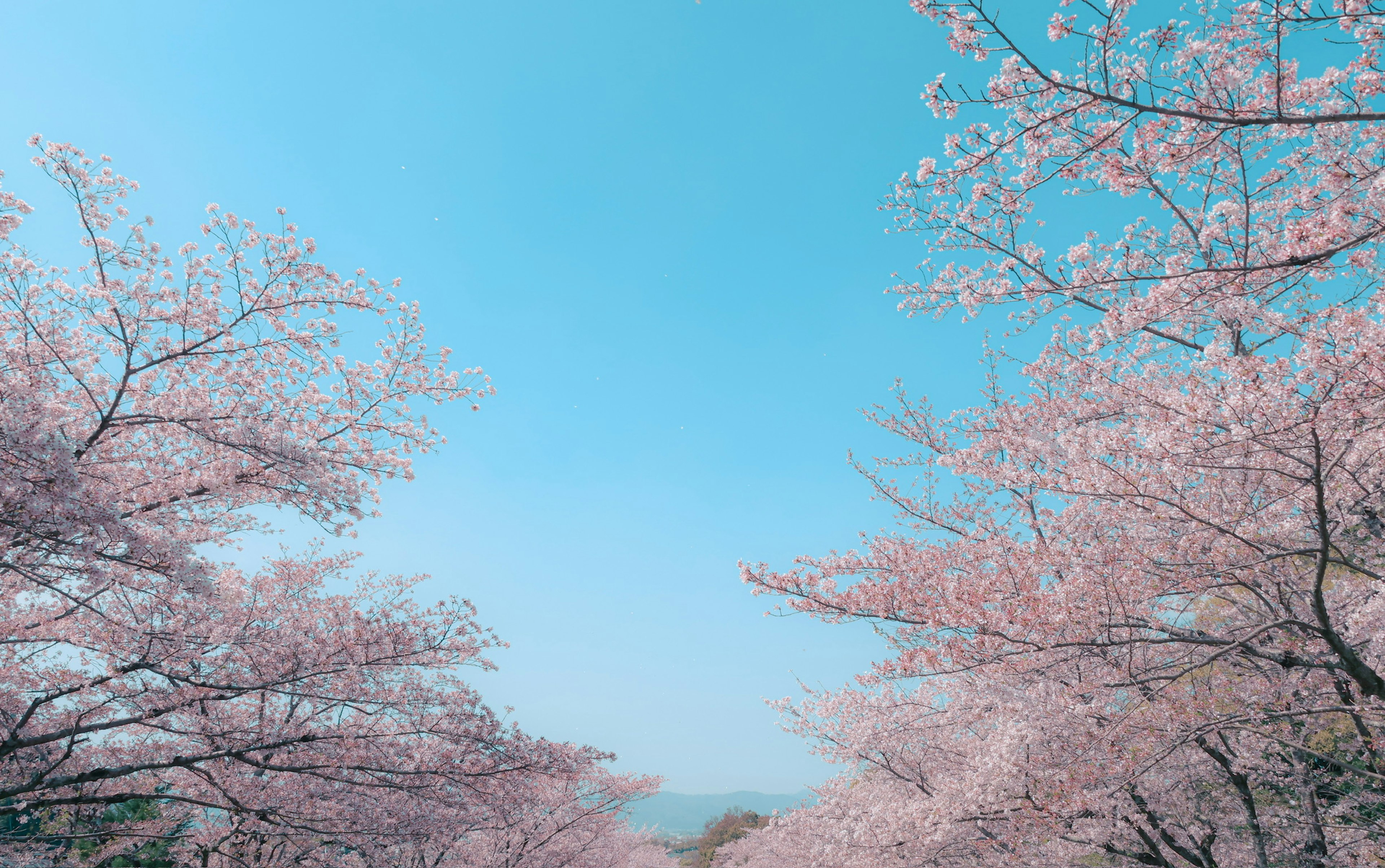 Árboles de cerezo en plena floración bajo un cielo azul claro