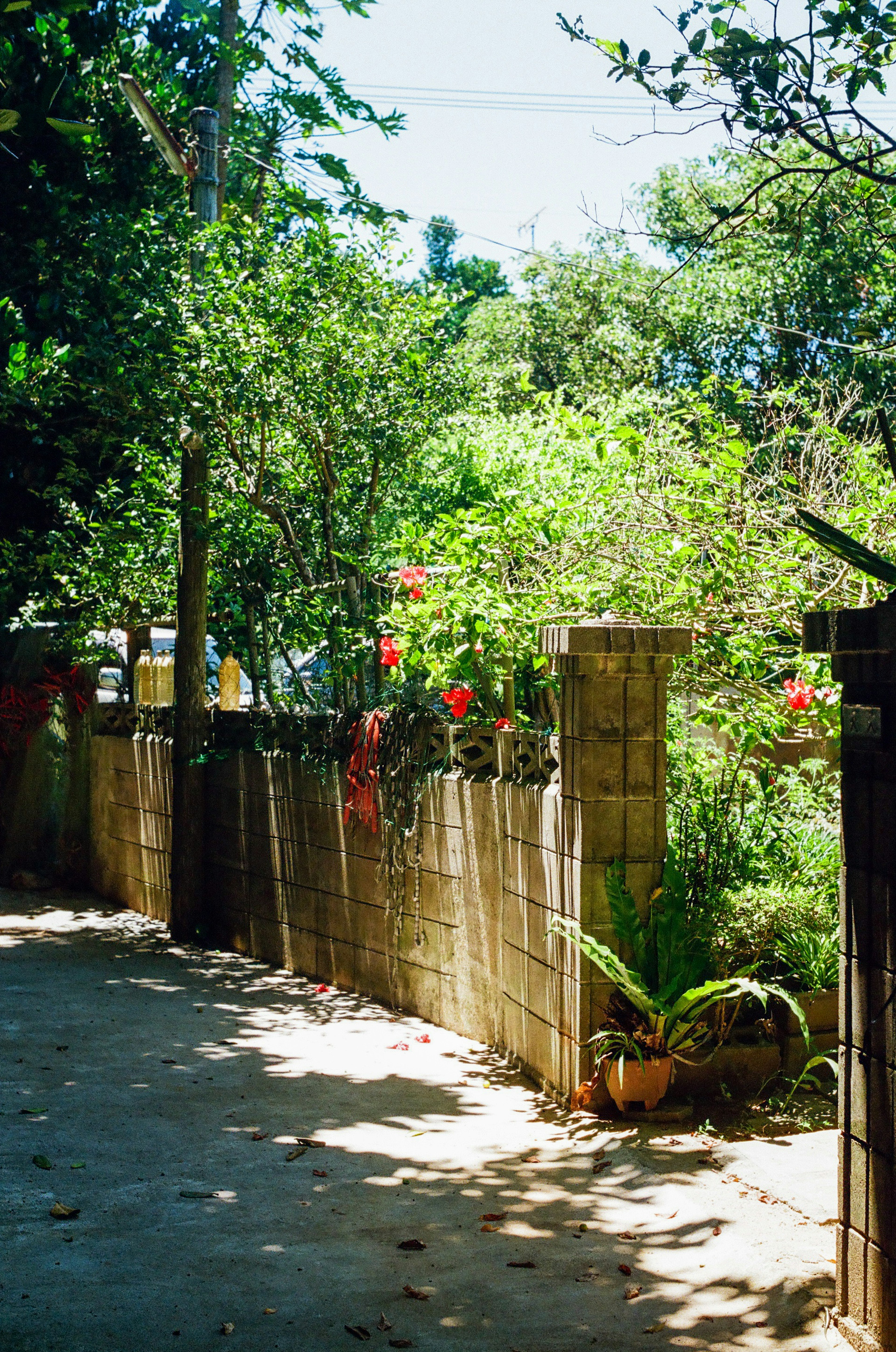 Lush garden with flowering plants and a stone fence