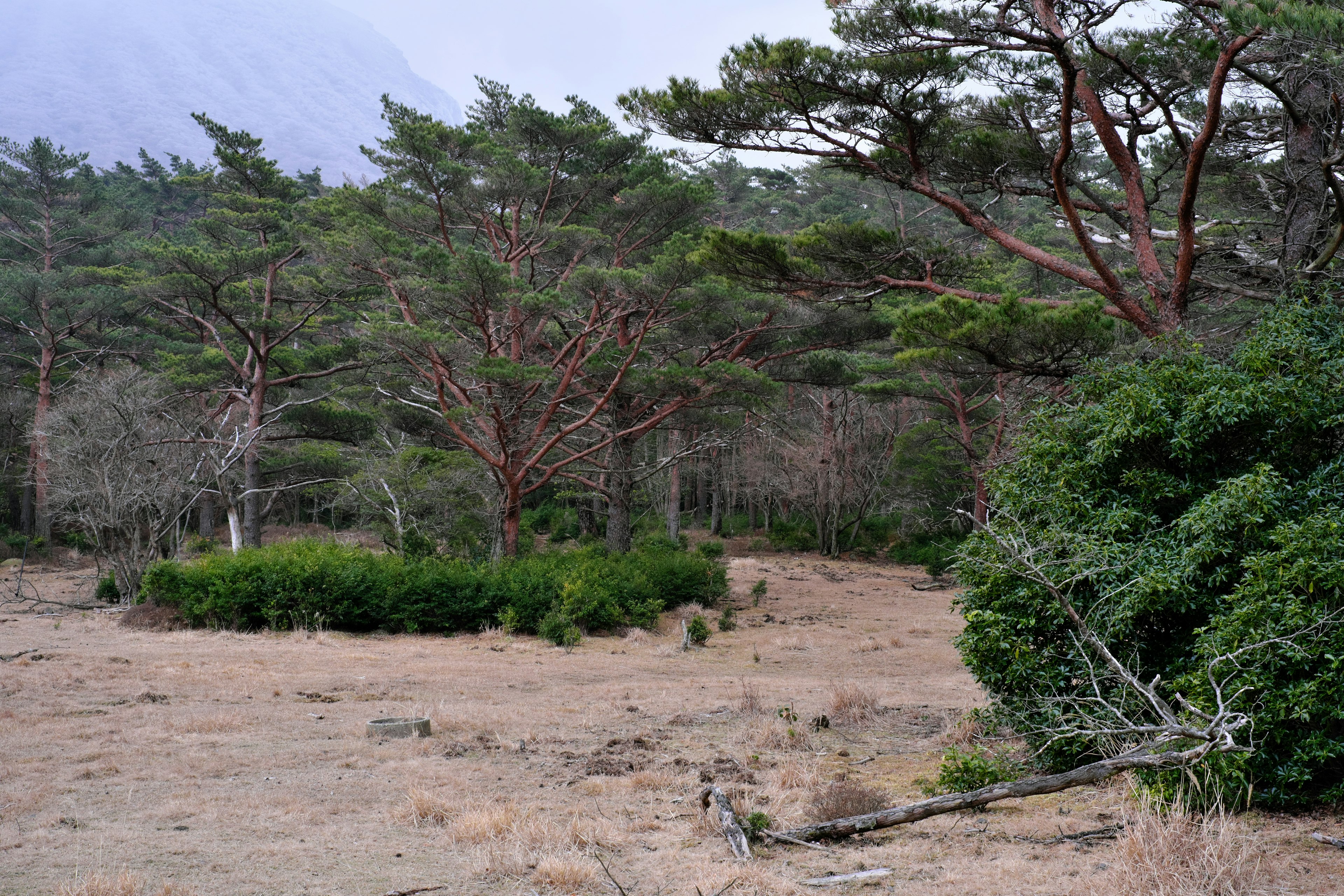 Green trees surrounded by dry grassland