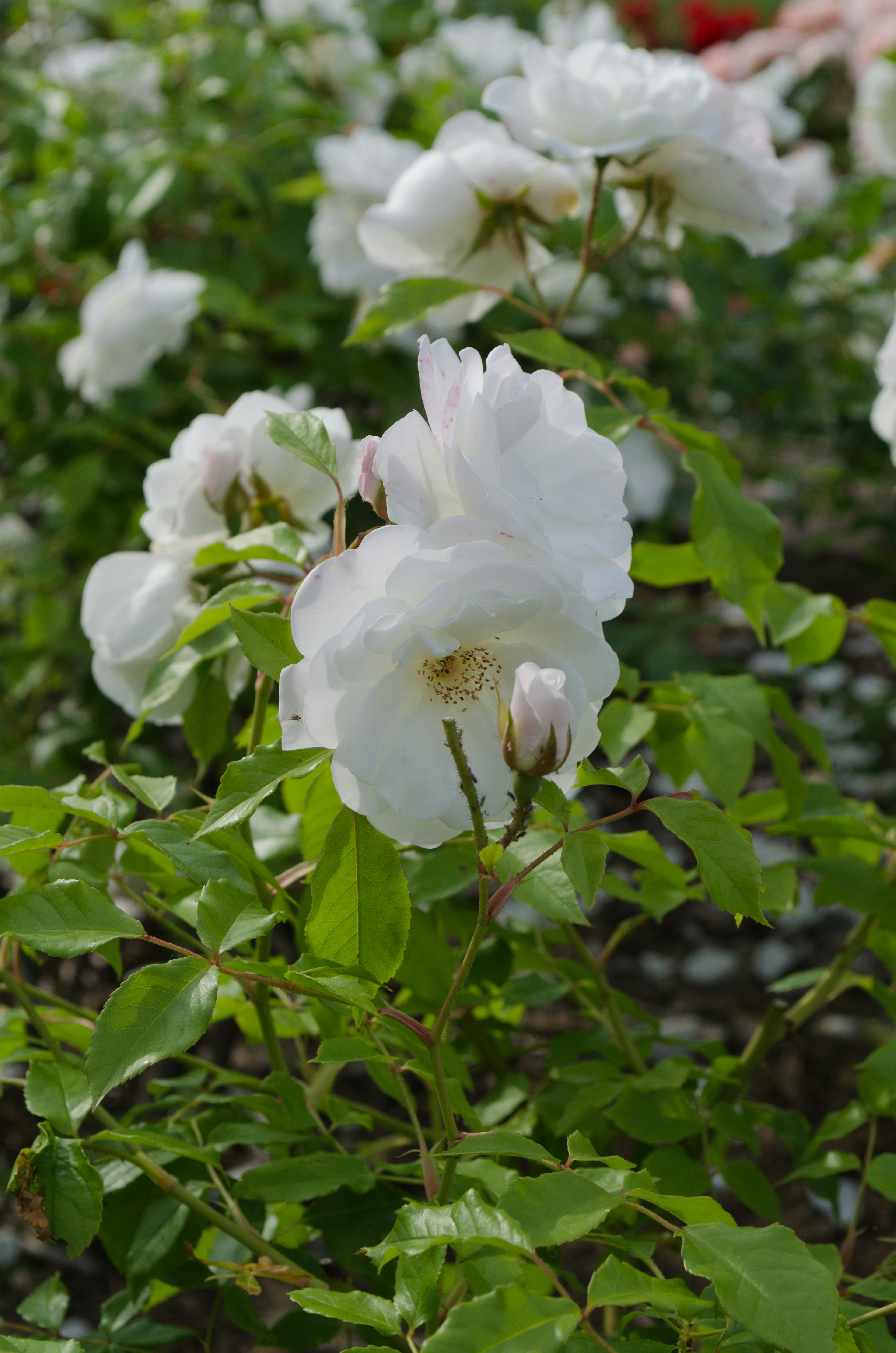 Schöne blühende weiße Rosen mit grünen Blättern