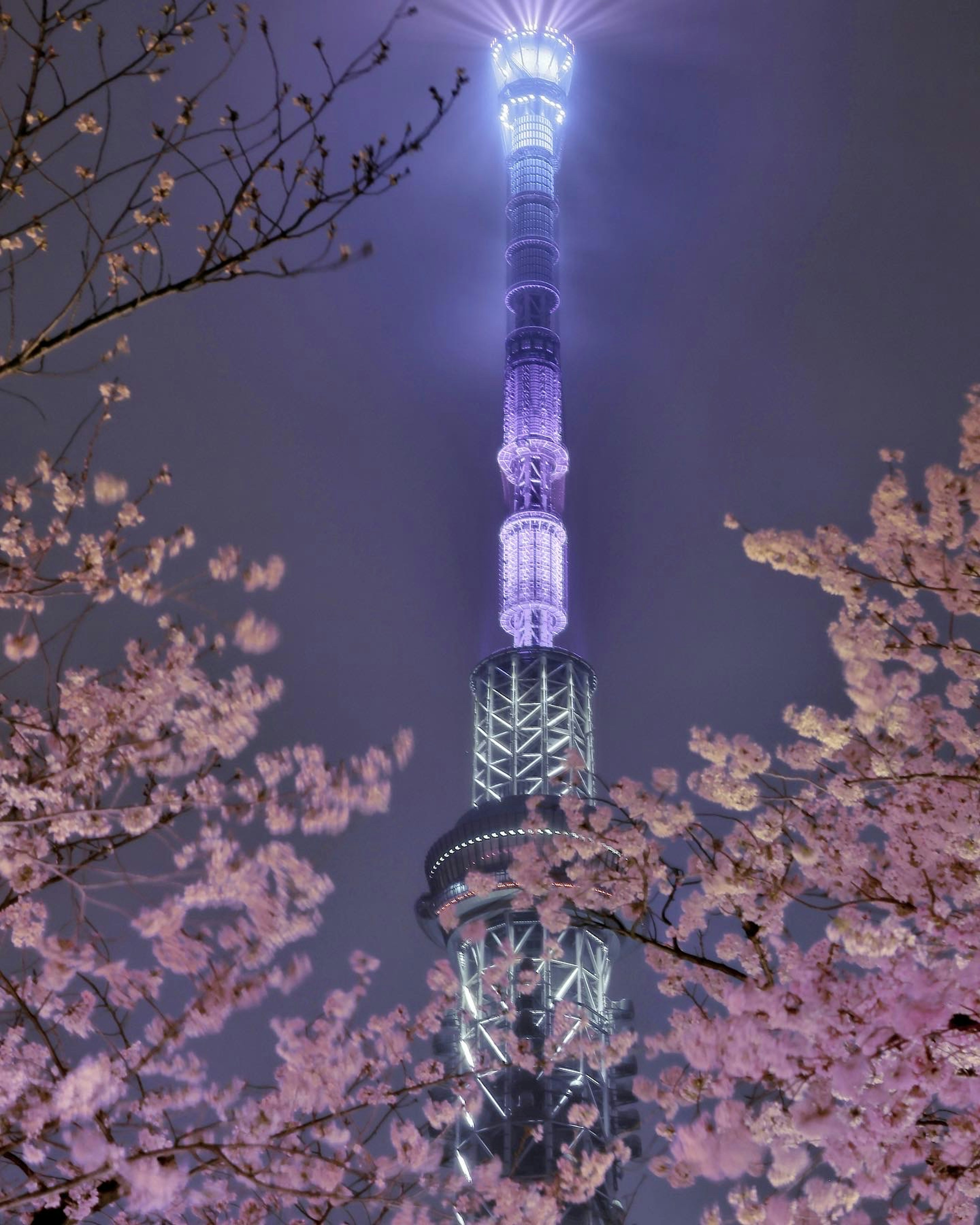 Tokyo Skytree illuminé en violet entouré d'arbres en fleurs de cerisier la nuit