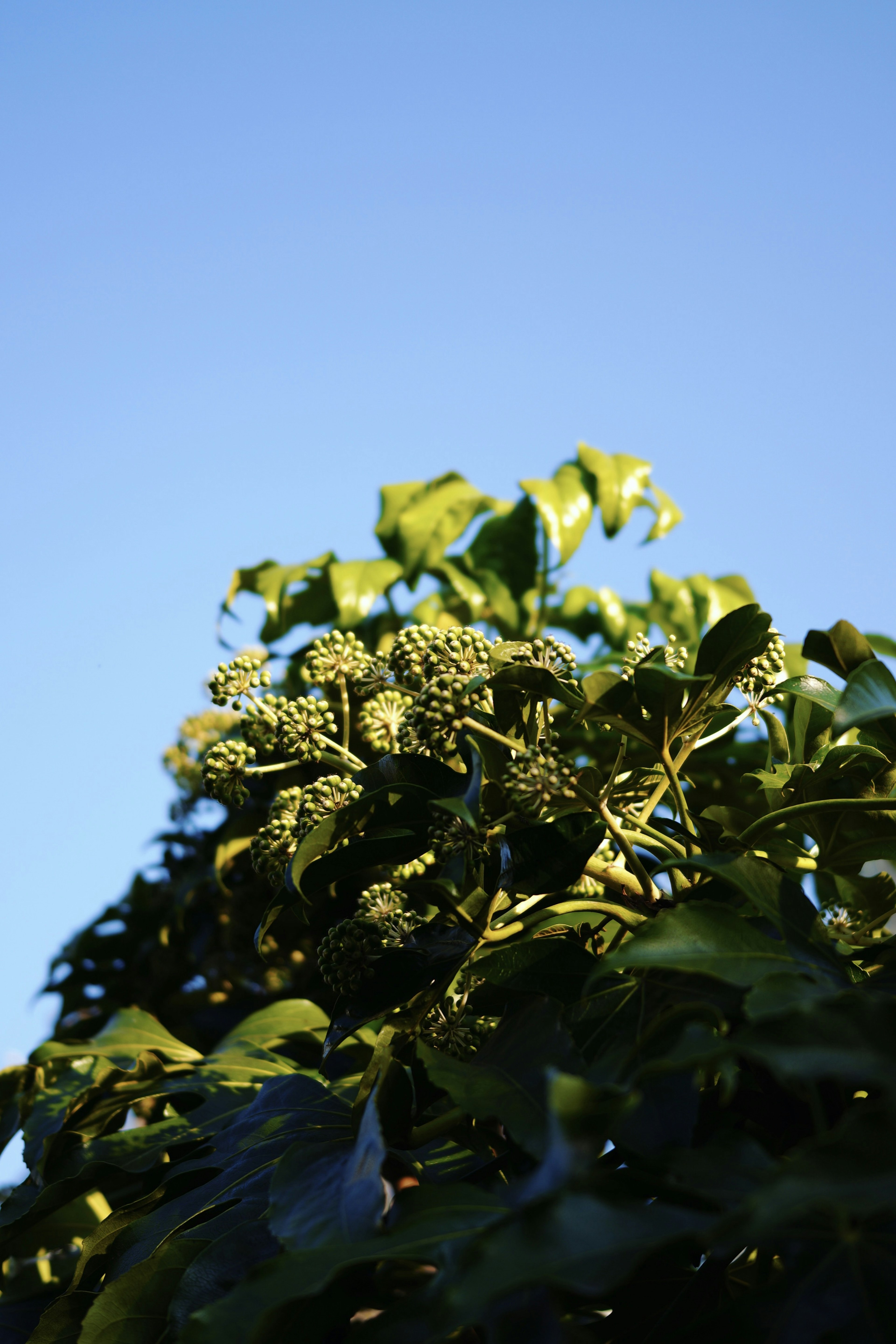 青空の下に生い茂る緑の葉とつぼみのある植物の上部