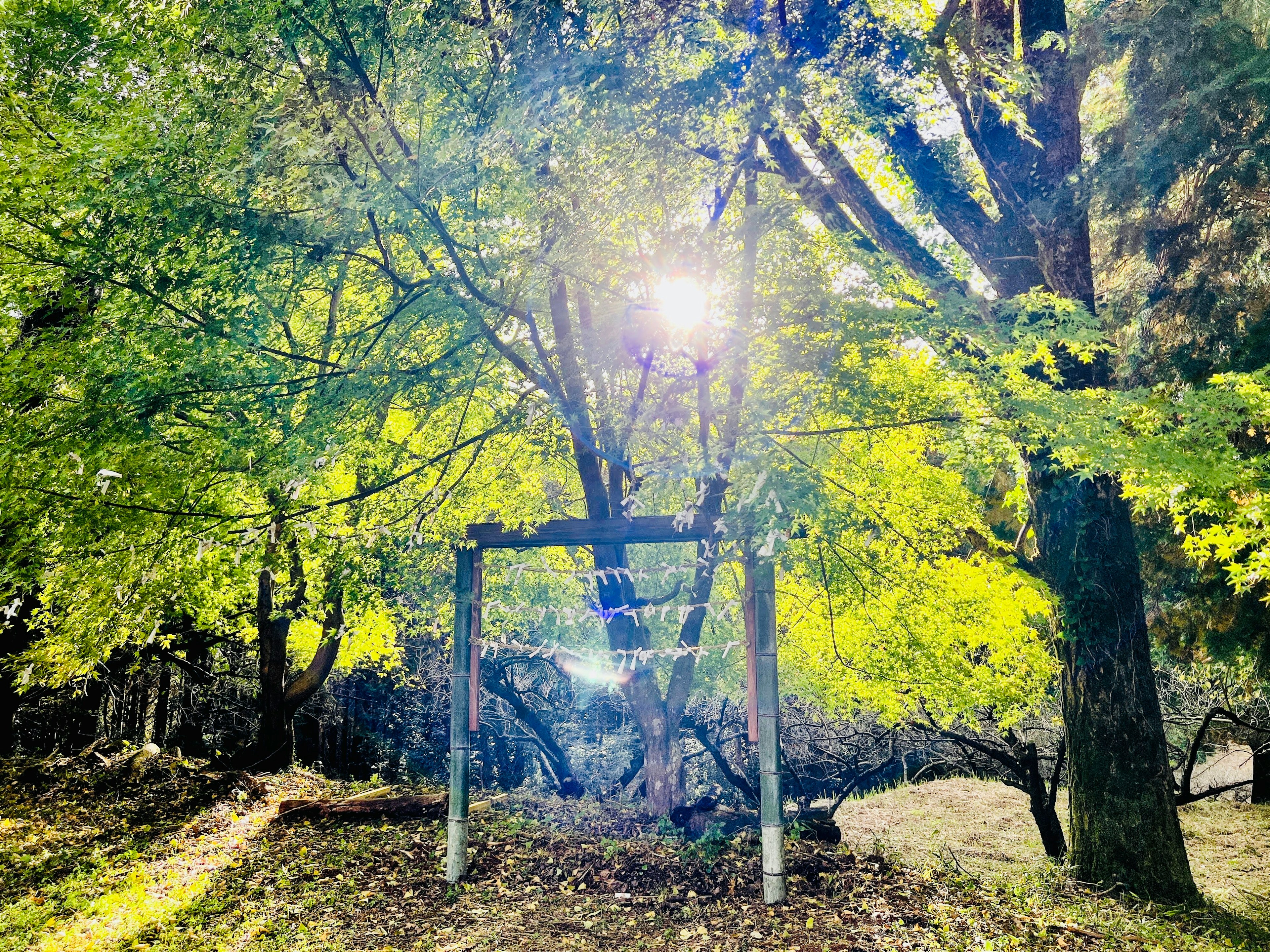 Park scene illuminated by sunlight streaming through green trees