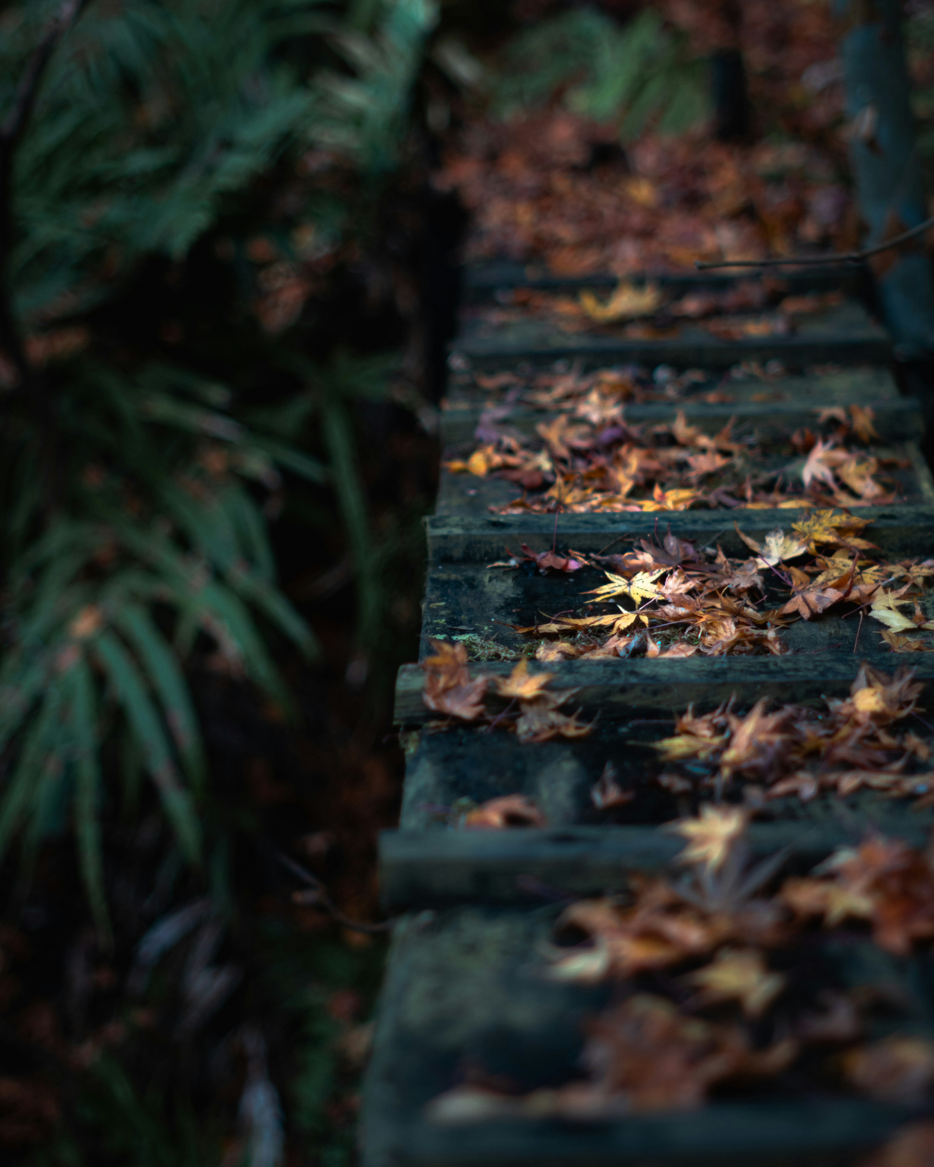 A wooden bridge covered with autumn leaves in a forest