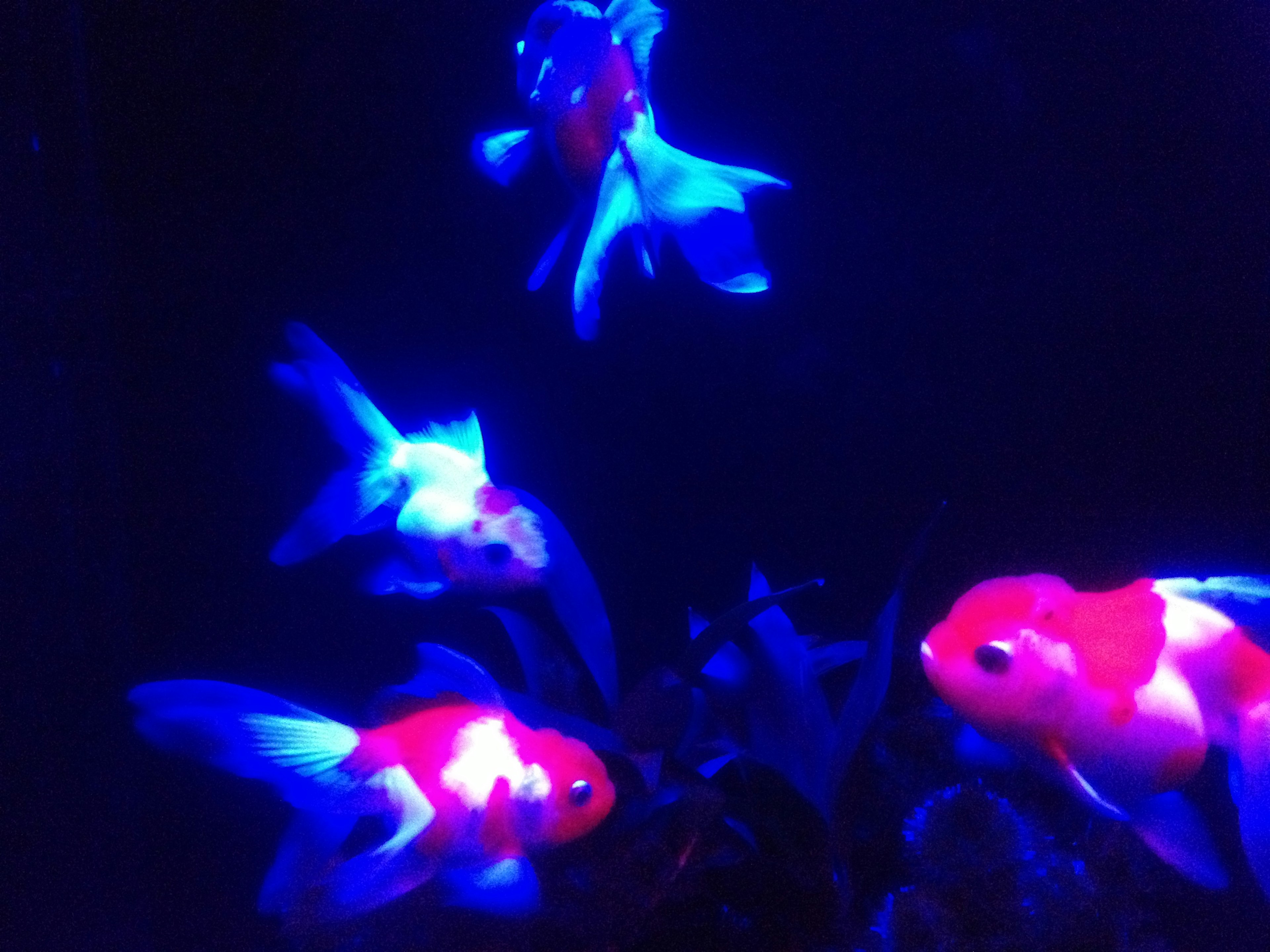 Goldfische schwimmen im blauen Licht