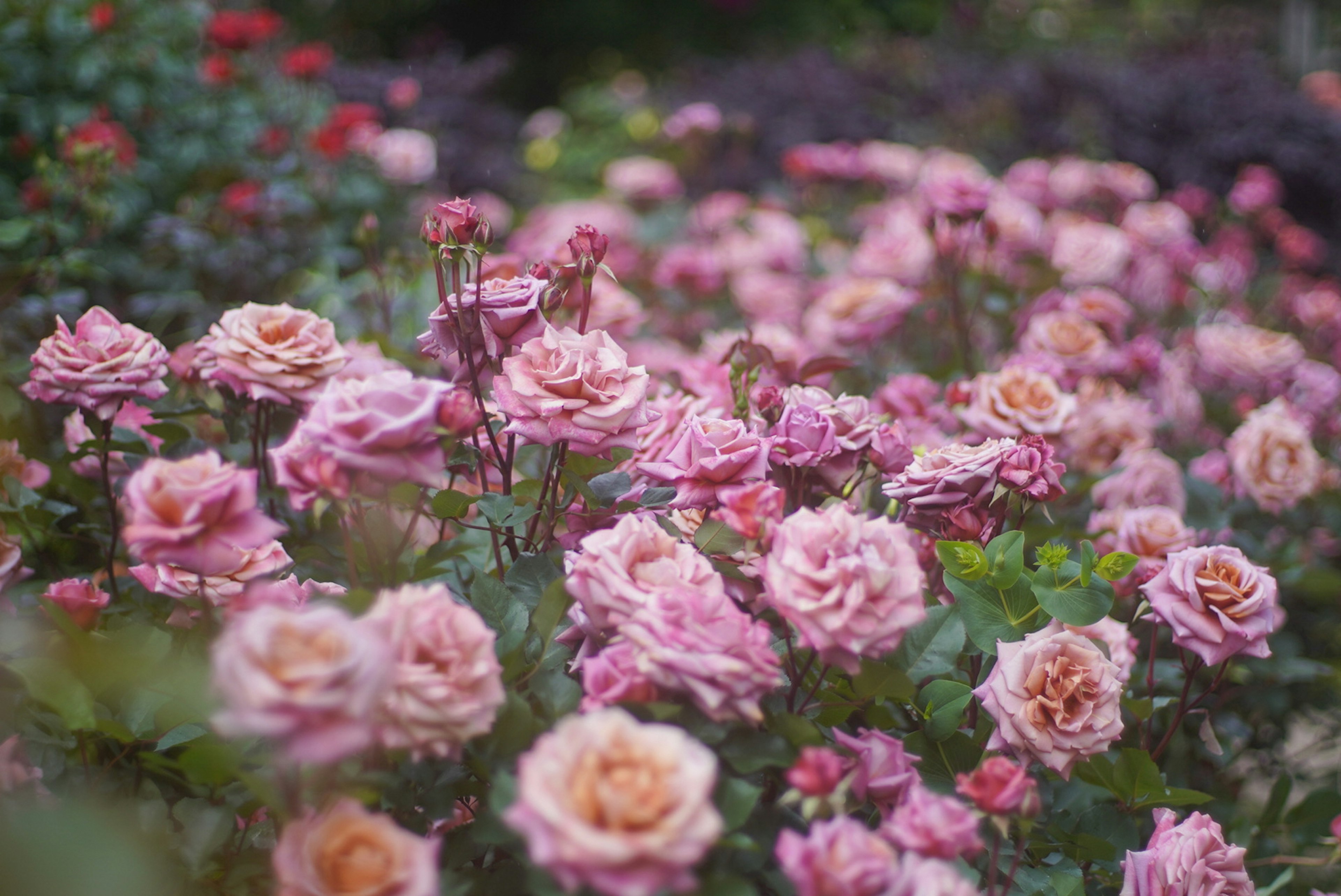 ピンクのバラが咲き誇る花畑の風景